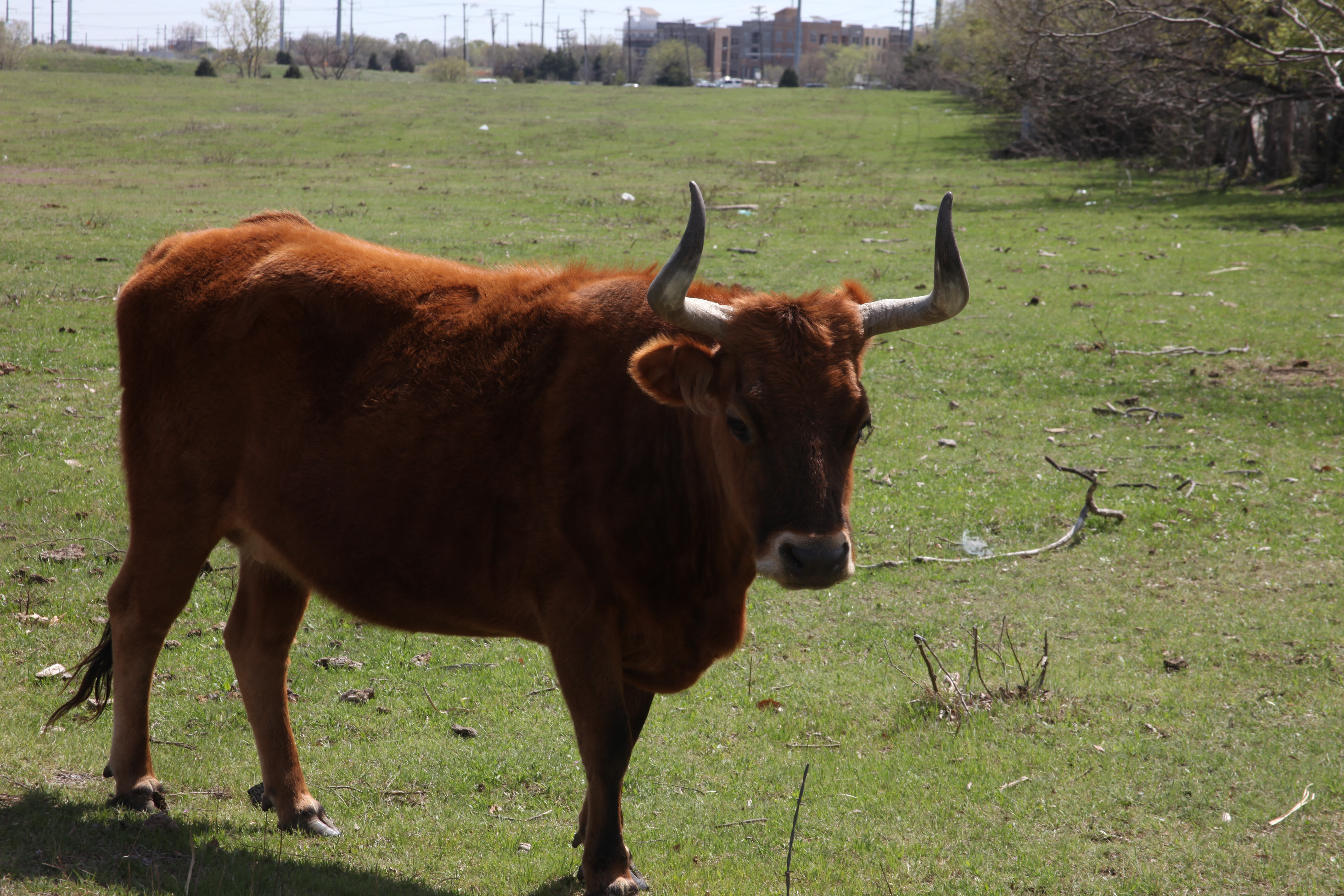Texas longhorn photo