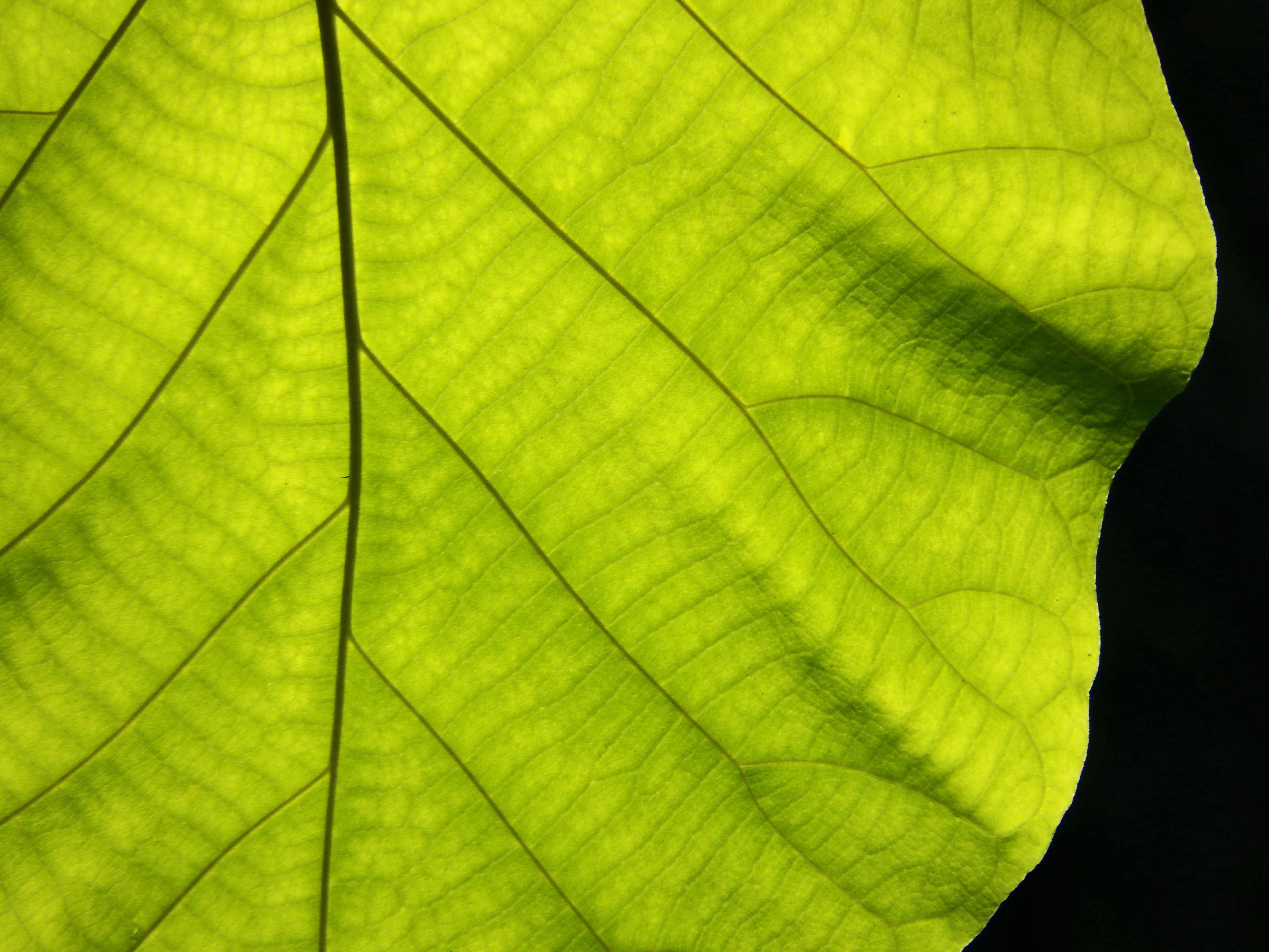 Texture of a green leaf as background photo