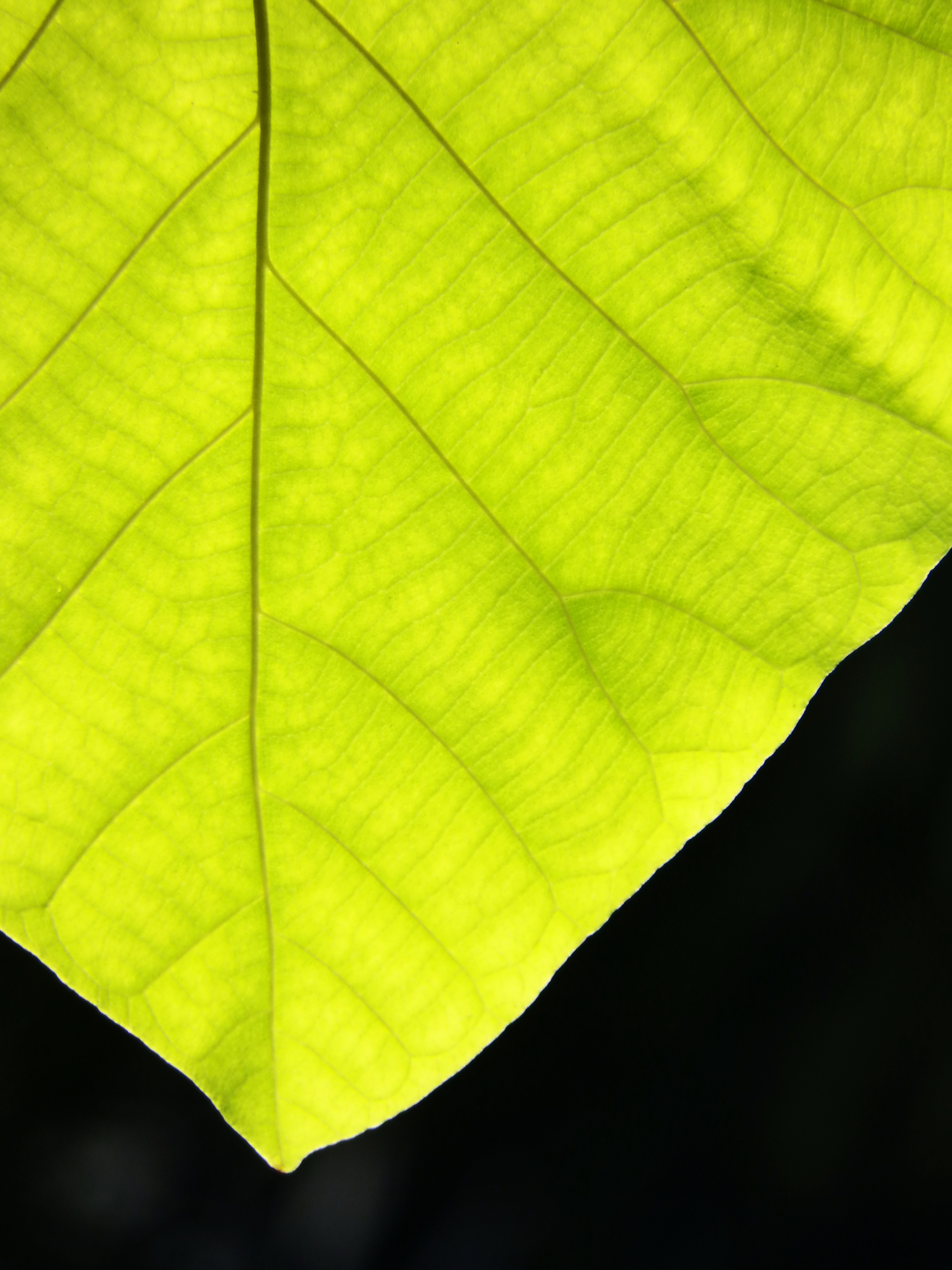 Texture of a green leaf as background, Abstract, Rich, Natural, Nature, HQ Photo