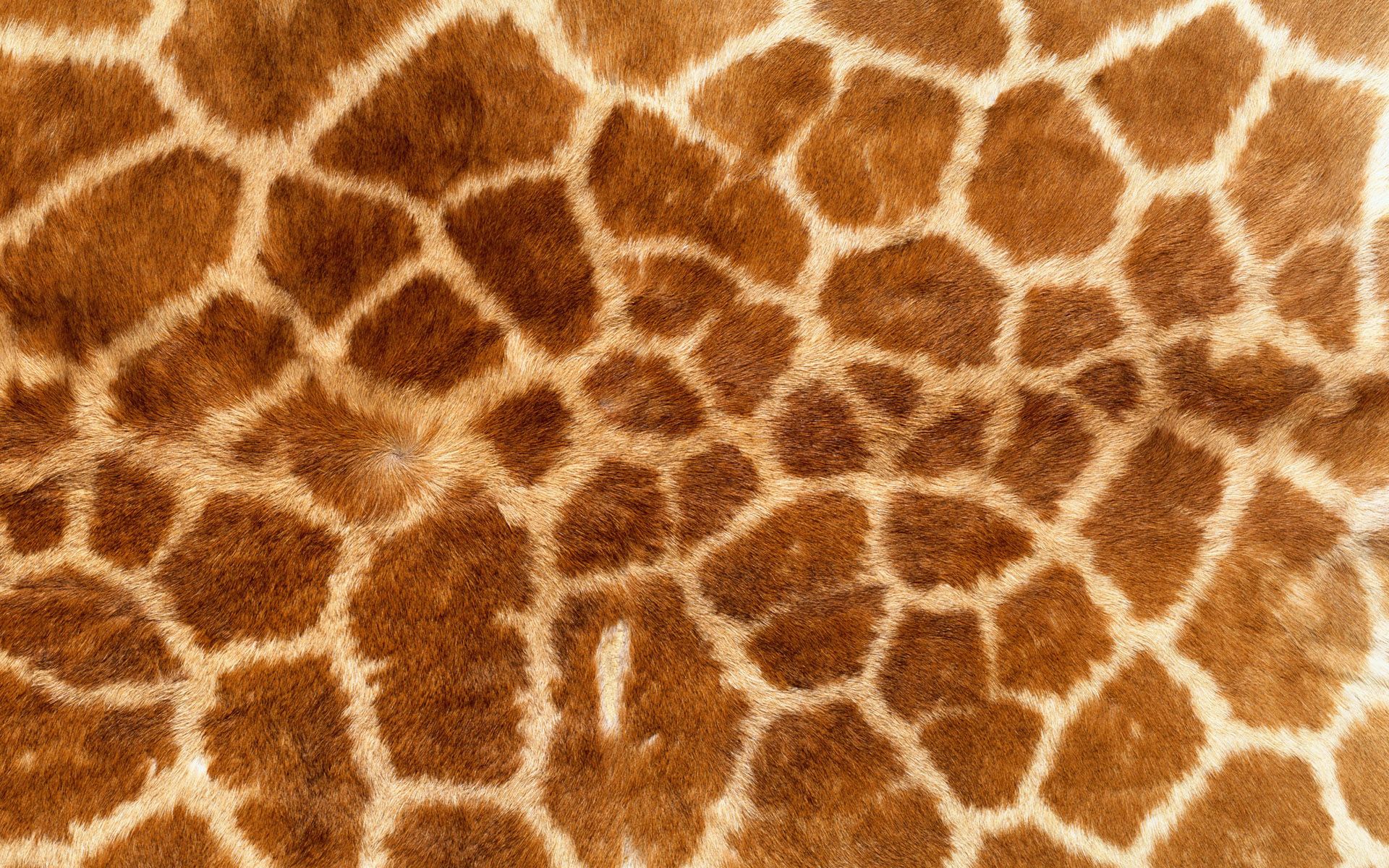 Giraffe Skin Texture | Patterns and textures we love | Pinterest ...