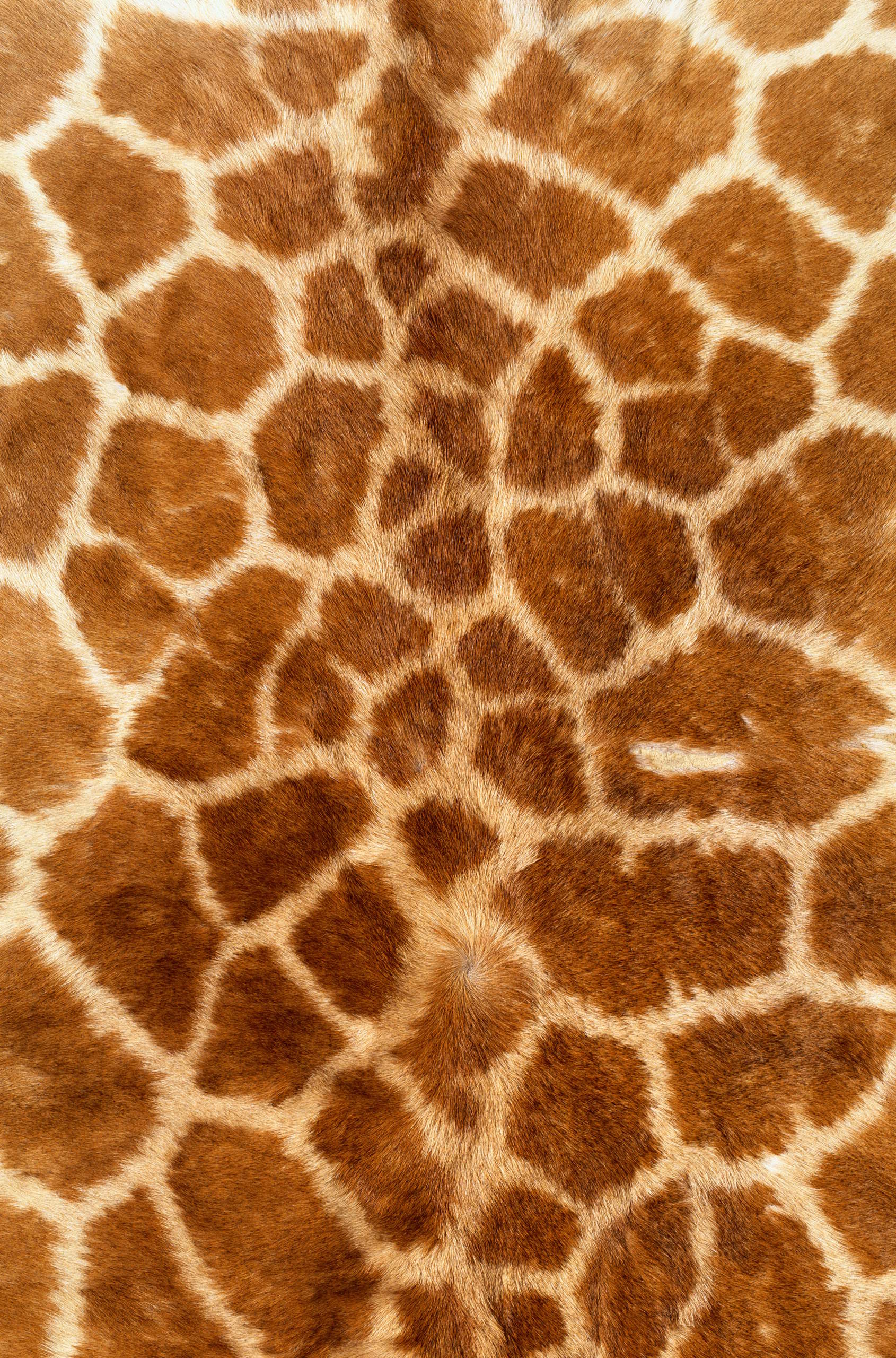 skin giraffe, texture fur, fur texture background, background