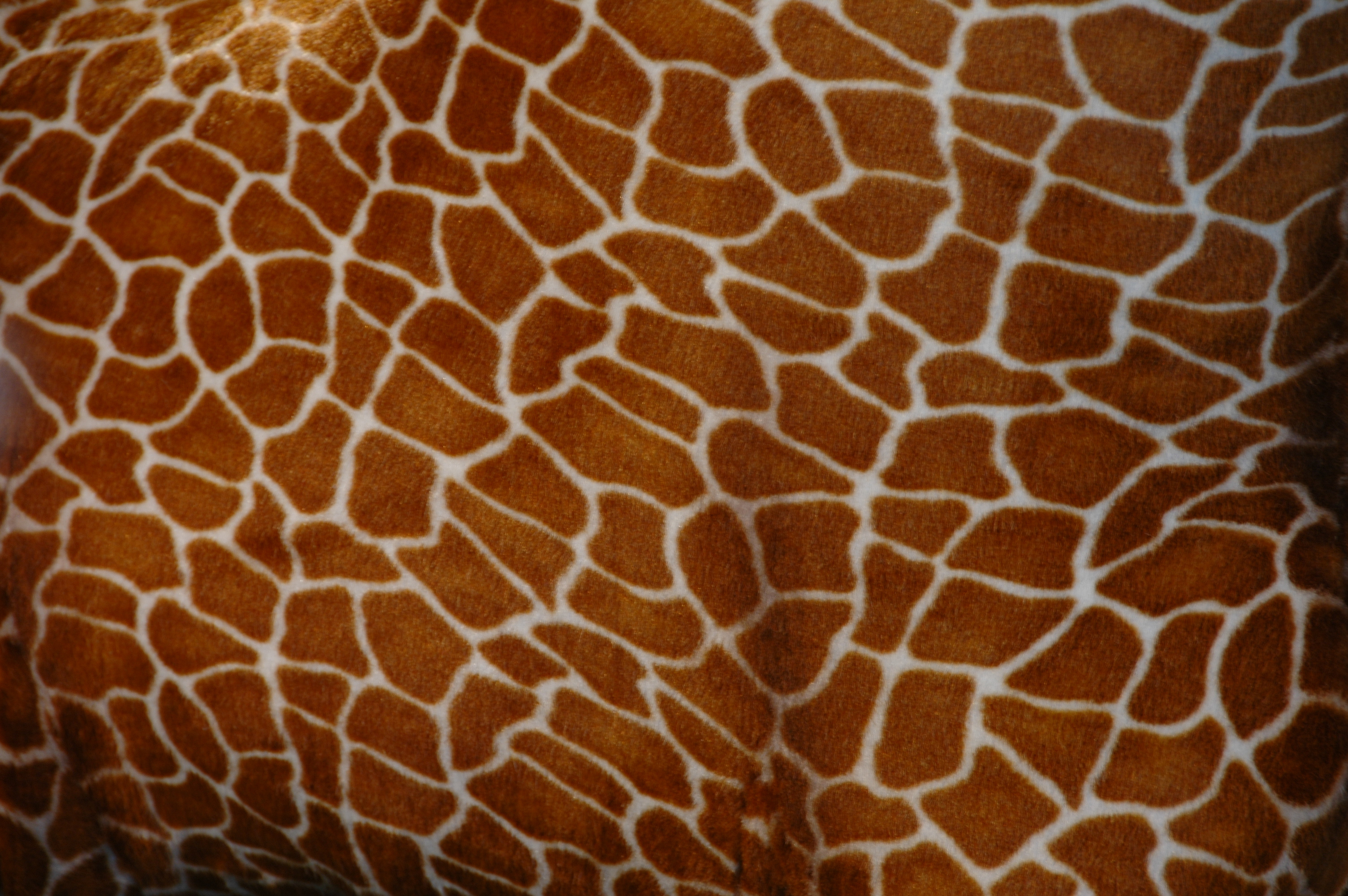 Giraffe Toy Skin Texture - Pattern Pictures free textures and free ...