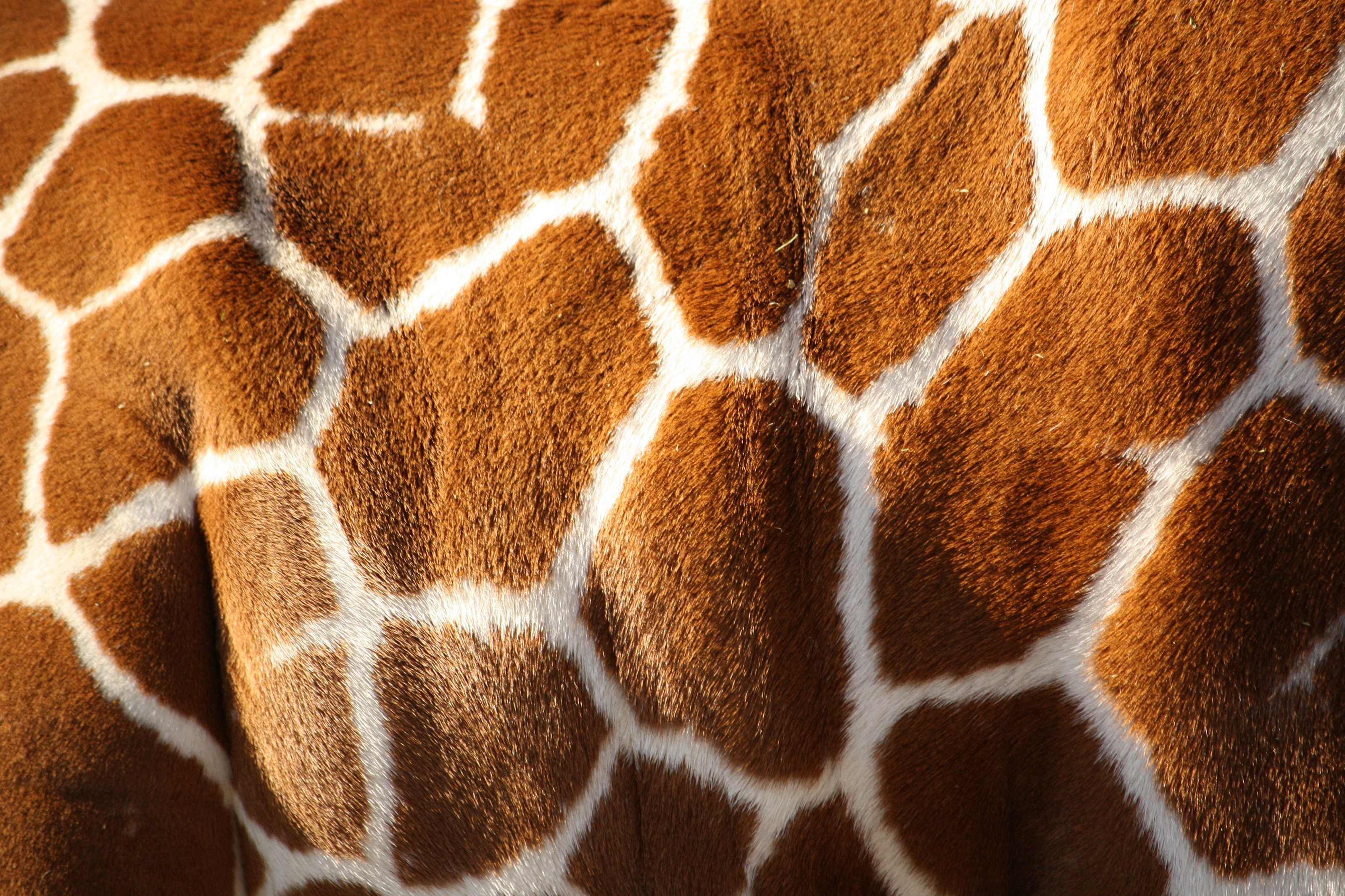 Animals: Pattern Fur Texture Giraffe Sea Animal Wallpapers for HD 16 ...