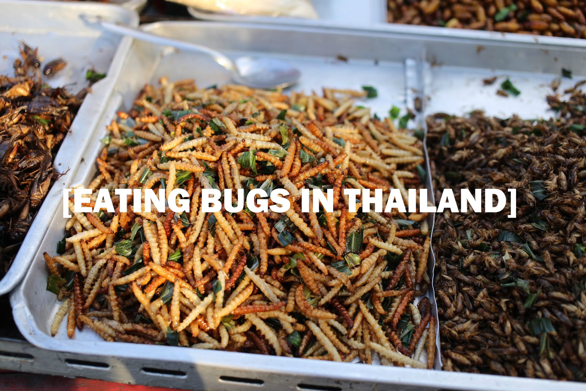 Watch me eat a massive cockroach in Thailand *and 4 other types of ...