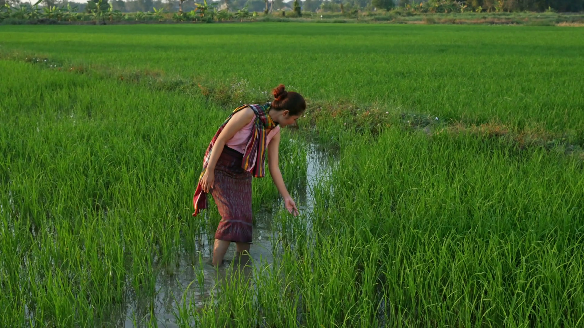 4k video of farmer woman working in rice field, Thailand Stock Video ...