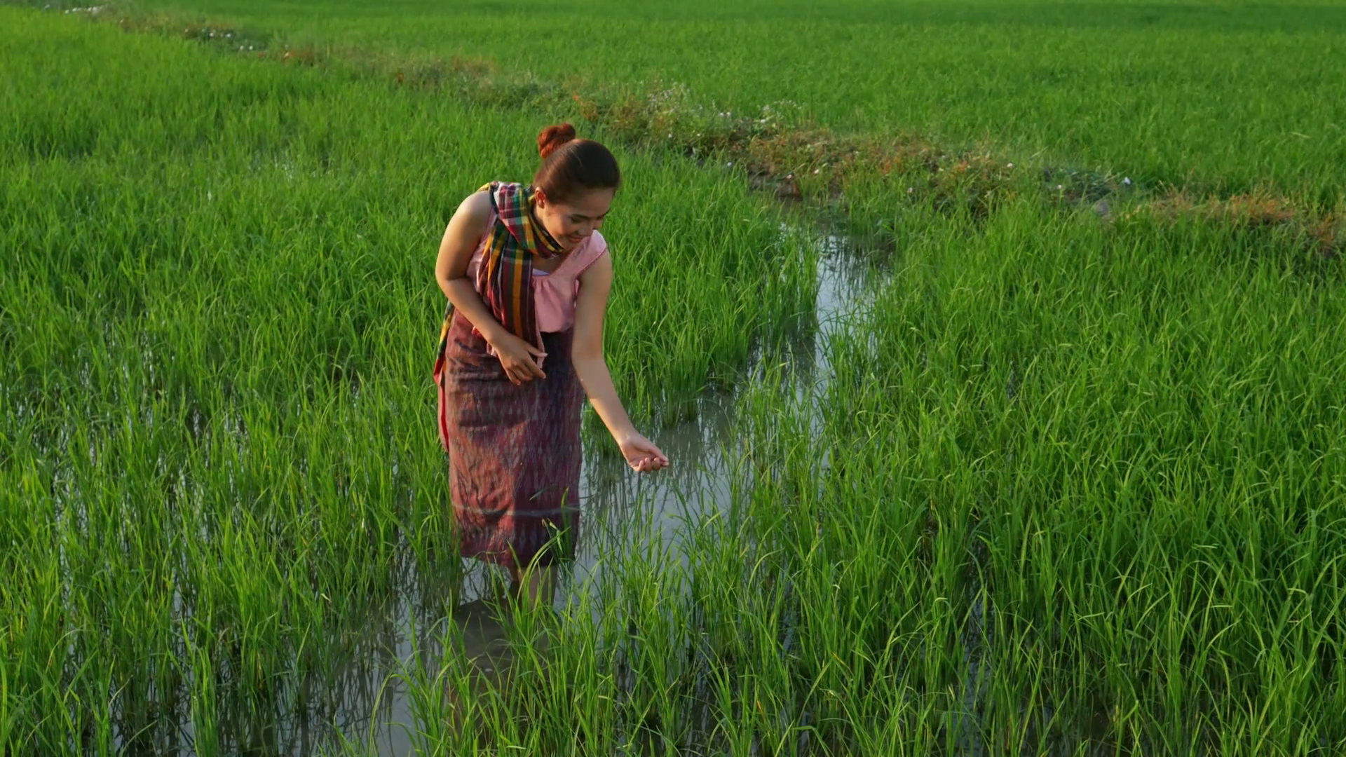 Thai rice field photo
