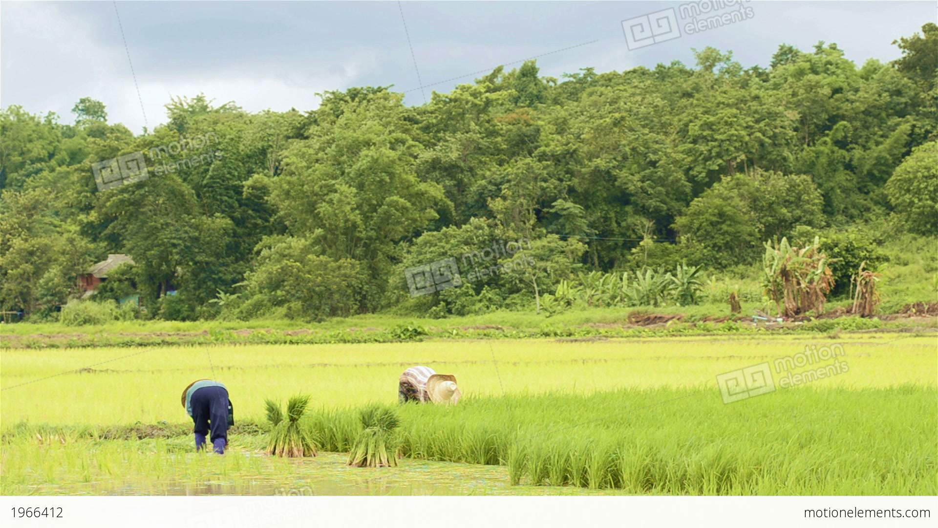 Thai Farmers Working In A Rice Paddy Stock video footage | 1966412