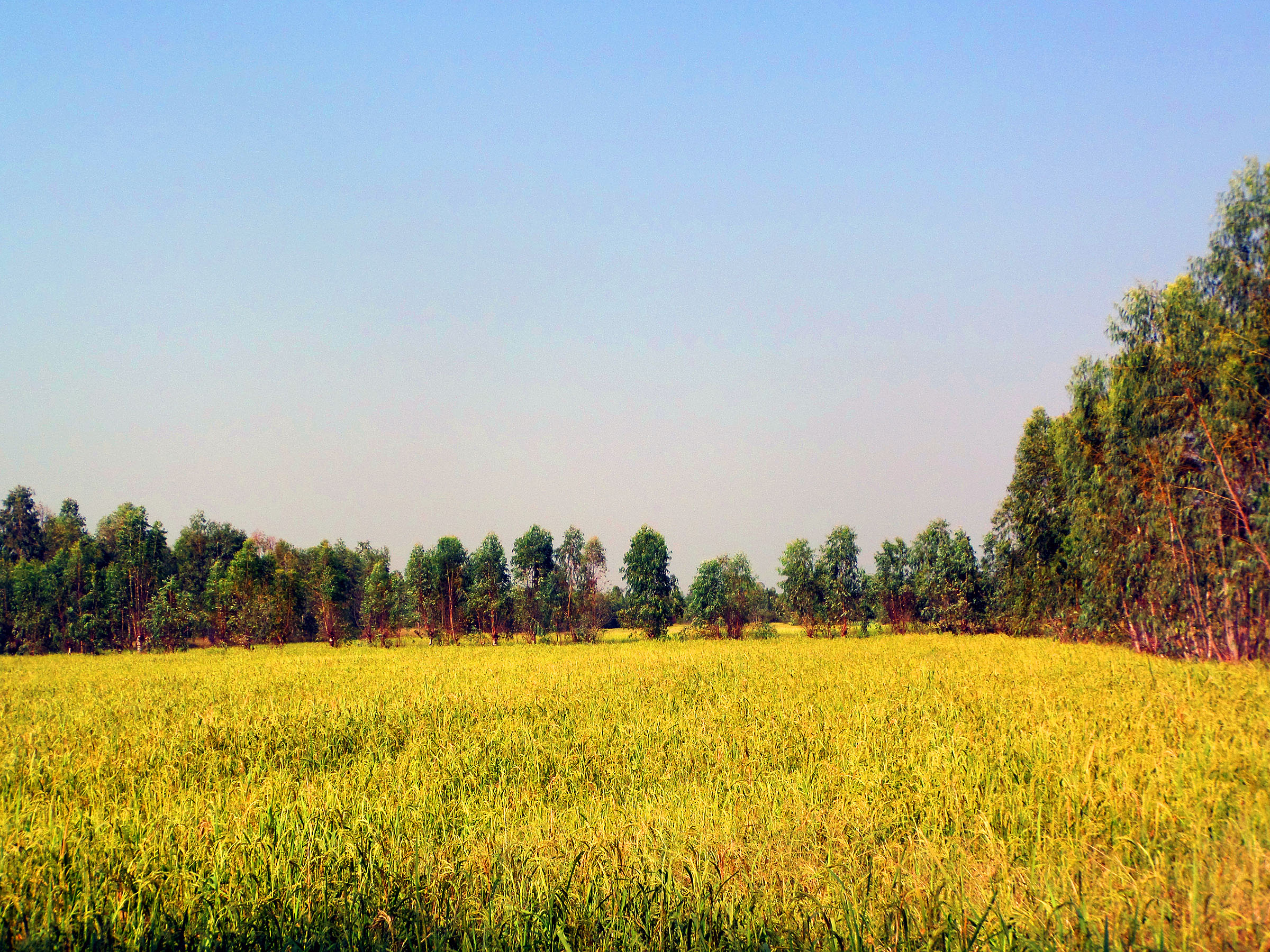 Thai rice field, Crop, Crops, Field, Food, HQ Photo