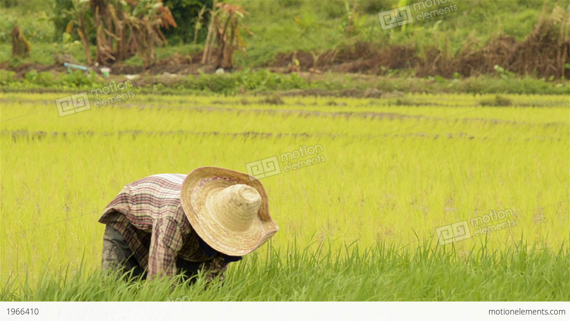 Thai Farmer Working In A Rice Field Stock video footage | 1966410