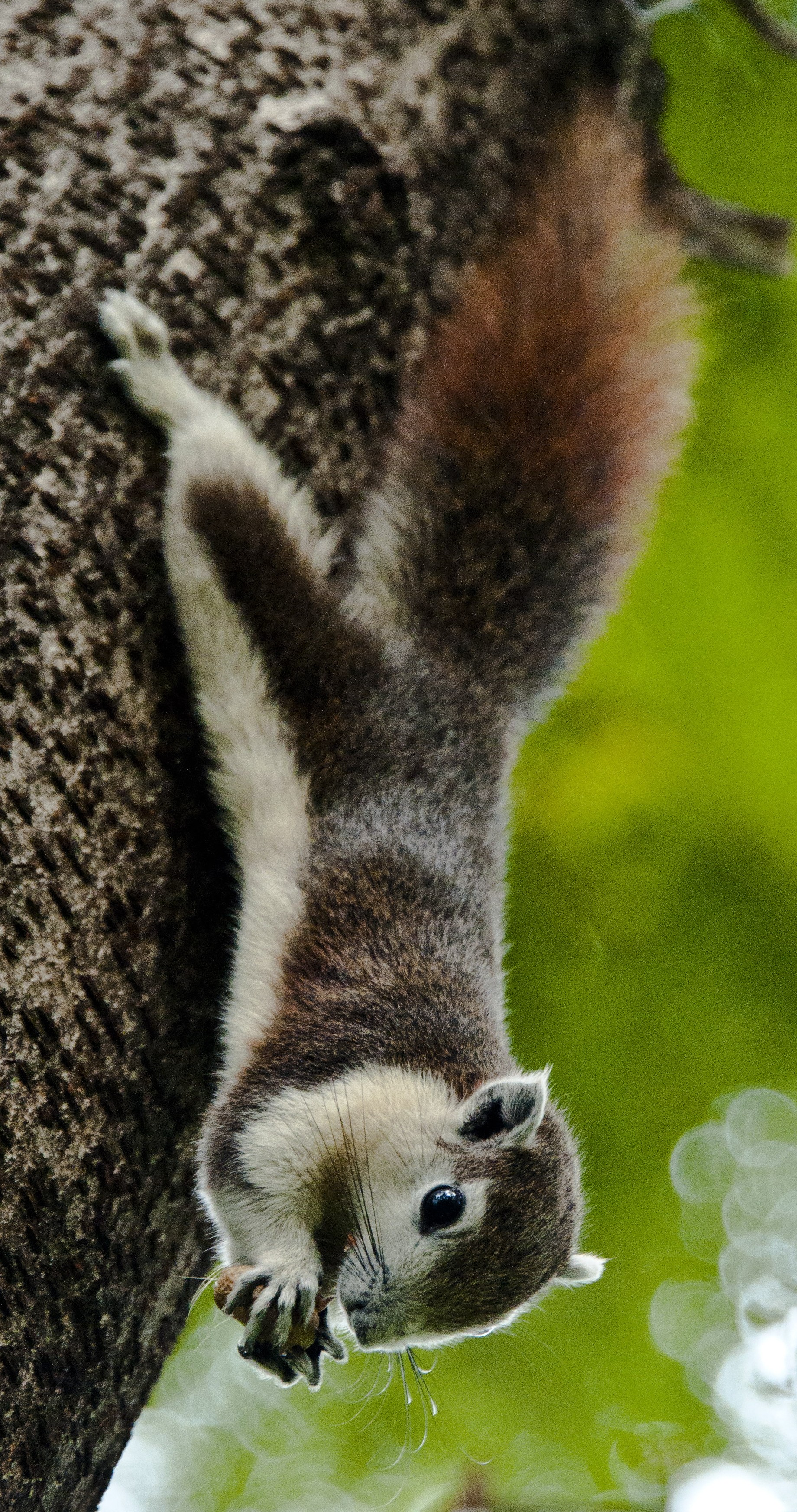 File:Callosciurus finlaysonii - Finlayson's squirrel (variable ...