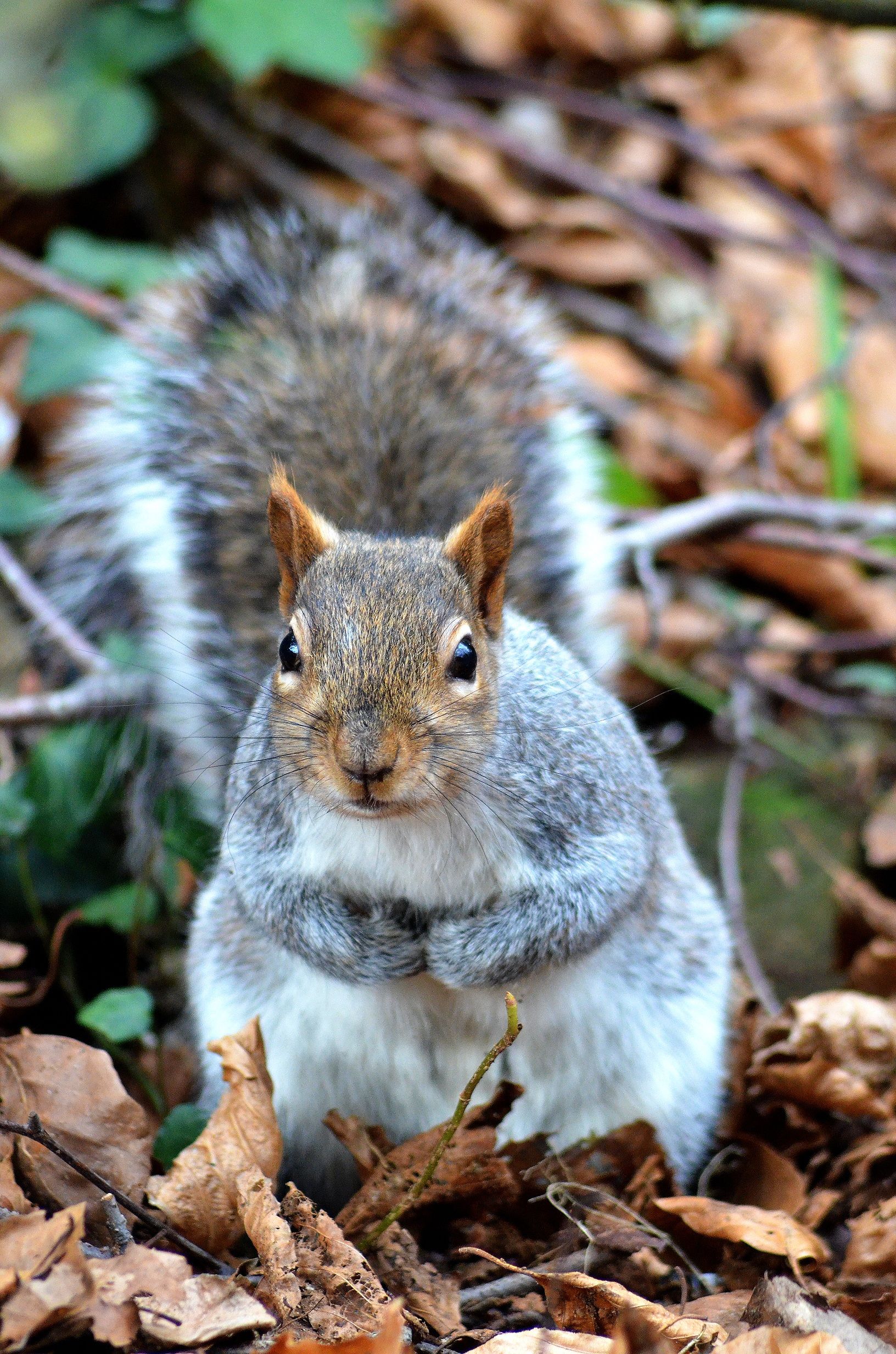 little chubby squirrel | Pictures | Pinterest | Squirrel and Animal