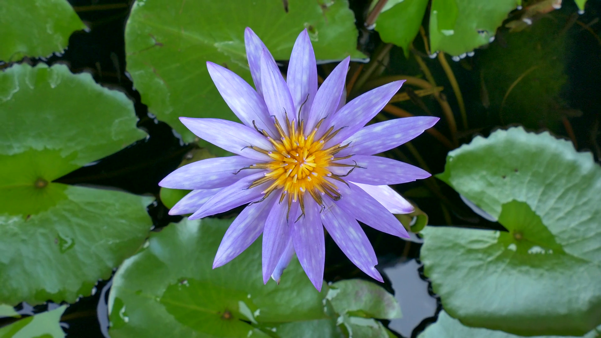 Flower of a water lily, Chiang Mai, Thailand, Asia Stock Video ...