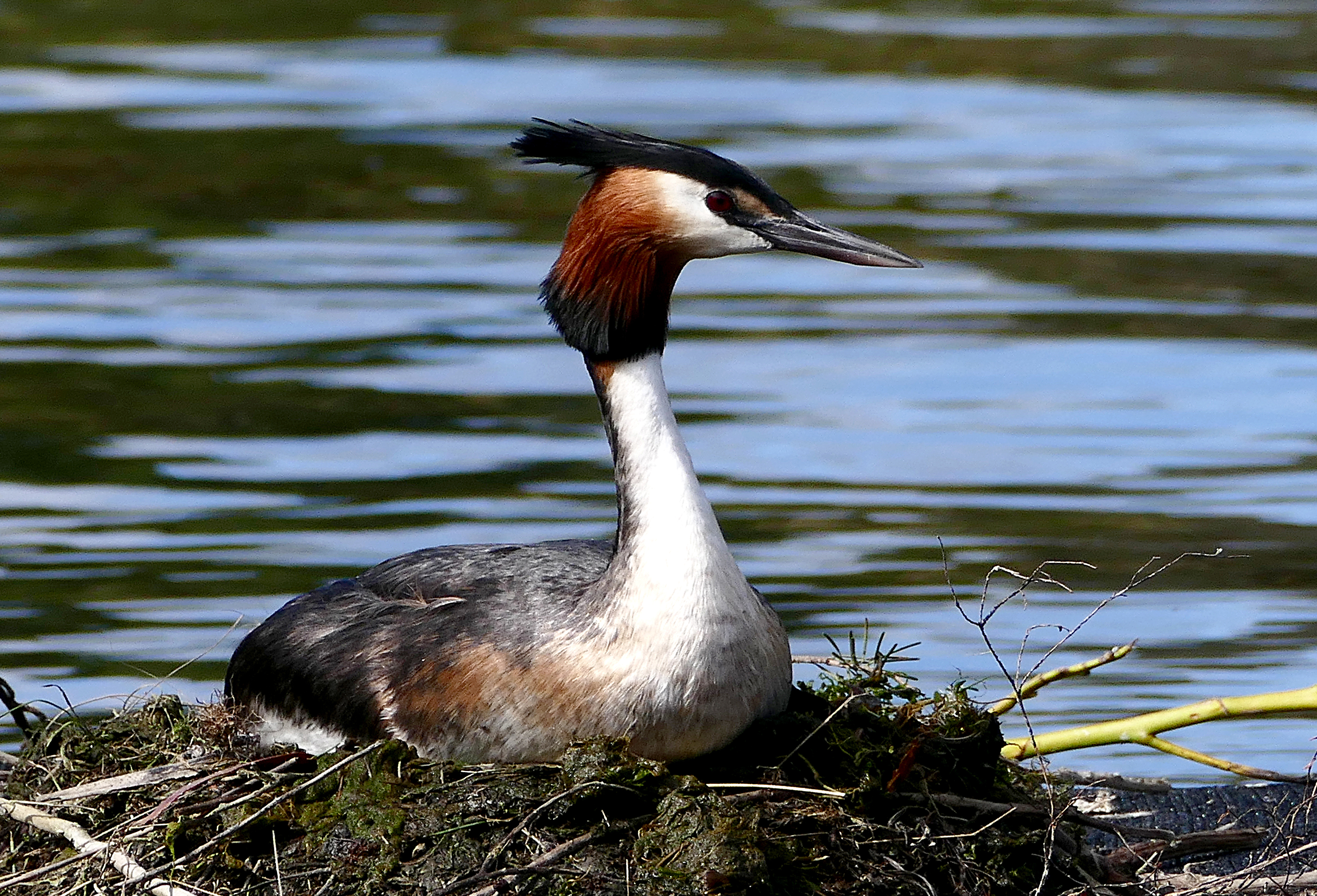 The australasian crested grebe. photo