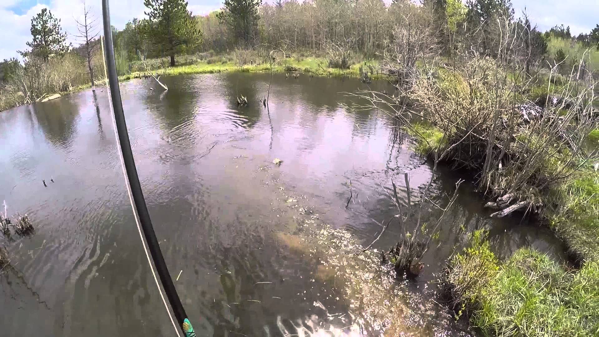 Beaver Pond Brook Trout Fishing - YouTube