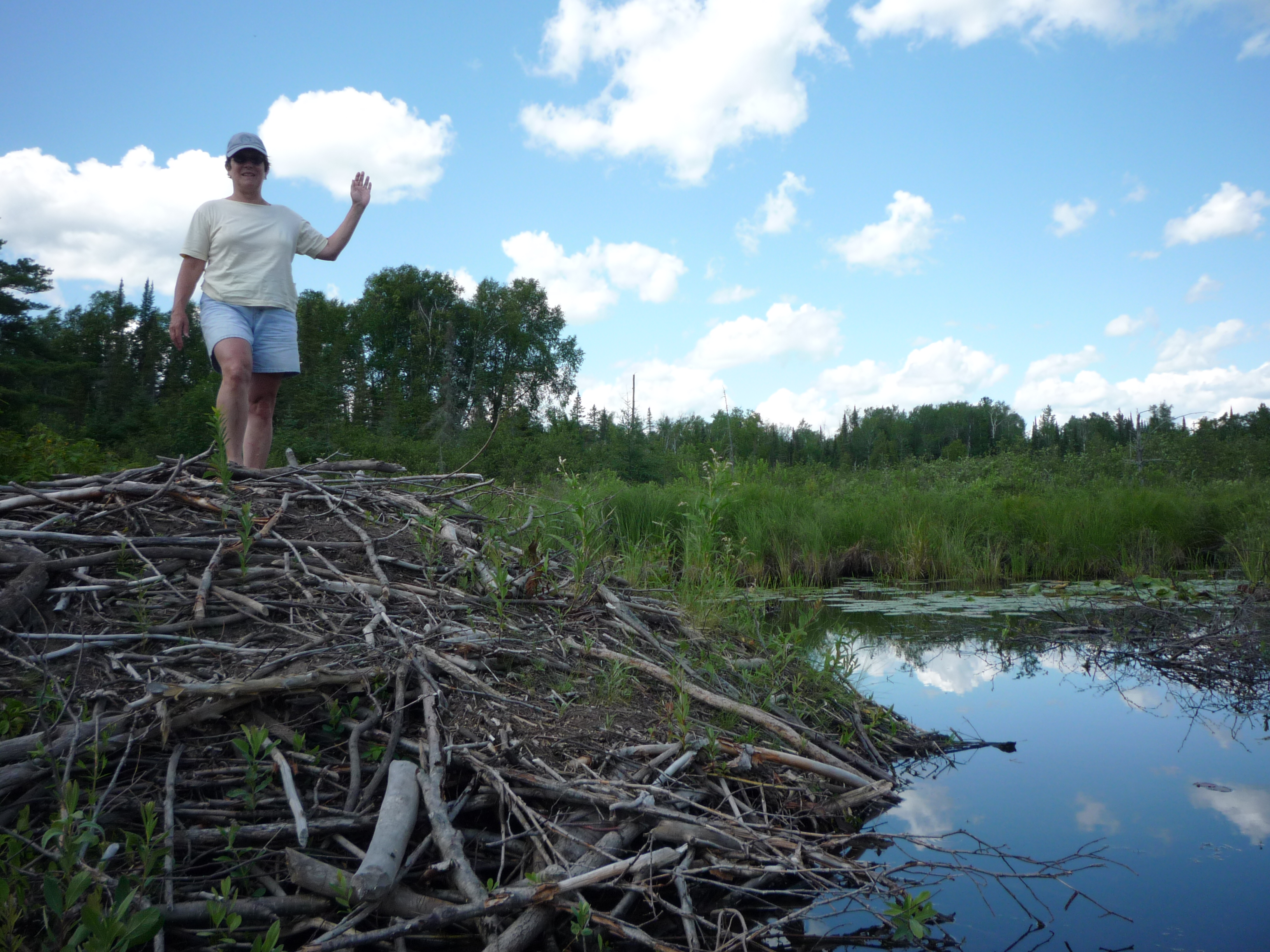 A Pond to Call Home: How Beavers Pick the Best Dam Water | THE ...