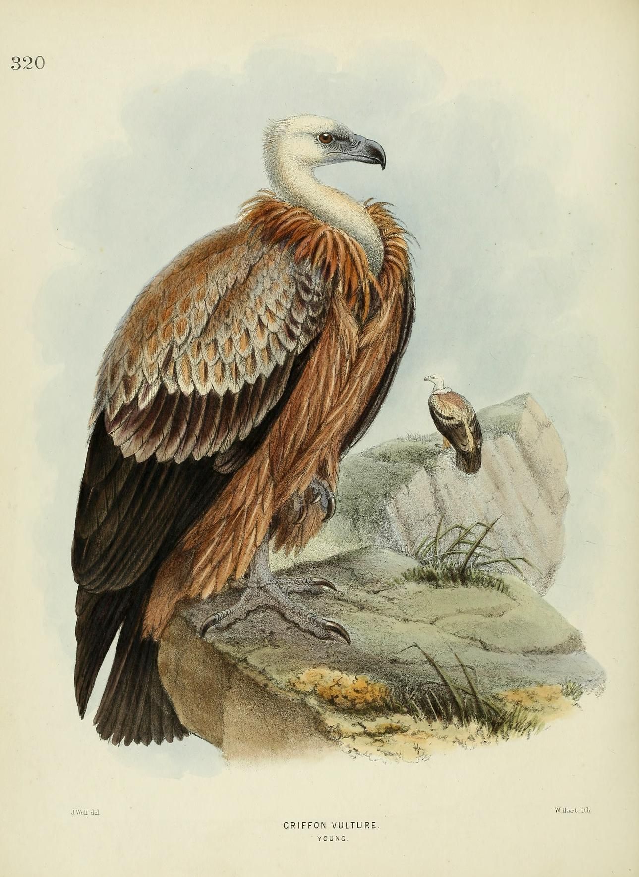 c 1.v.5 - A history of the birds of Europe : - Biodiversity Heritage ...