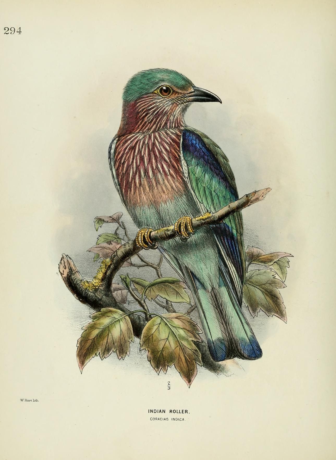 1861, c 1.v.5 - A history of the birds of Europe : H E Dresser ...