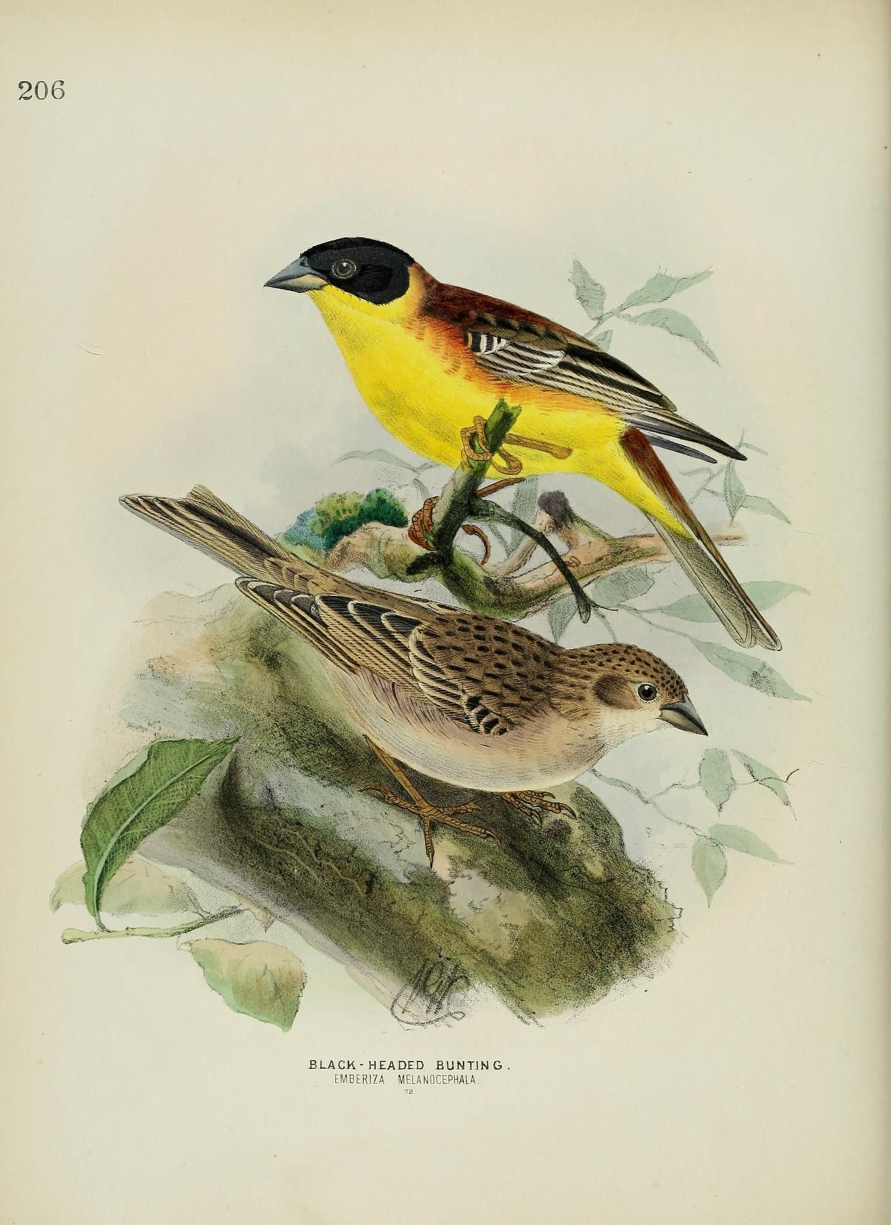 c 1.v.4 - A history of the birds of Europe : - Biodiversity Heritage ...