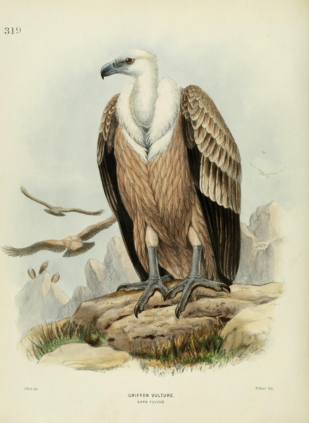 c 1.v.5 - A history of the birds of Europe : - Biodiversity Heritage ...