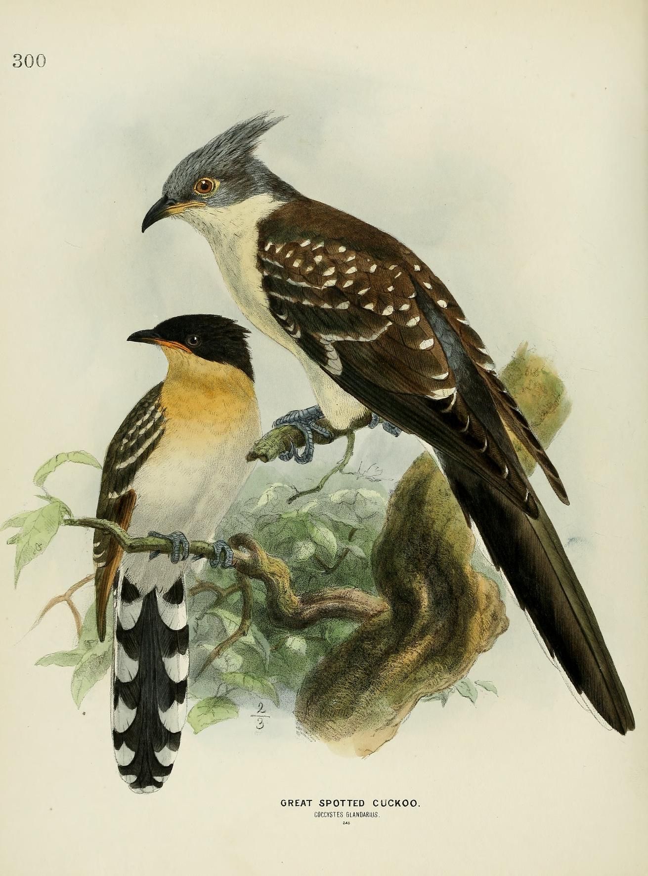 1861, c 1.v.5 - A history of the birds of Europe : H E Dresser ...