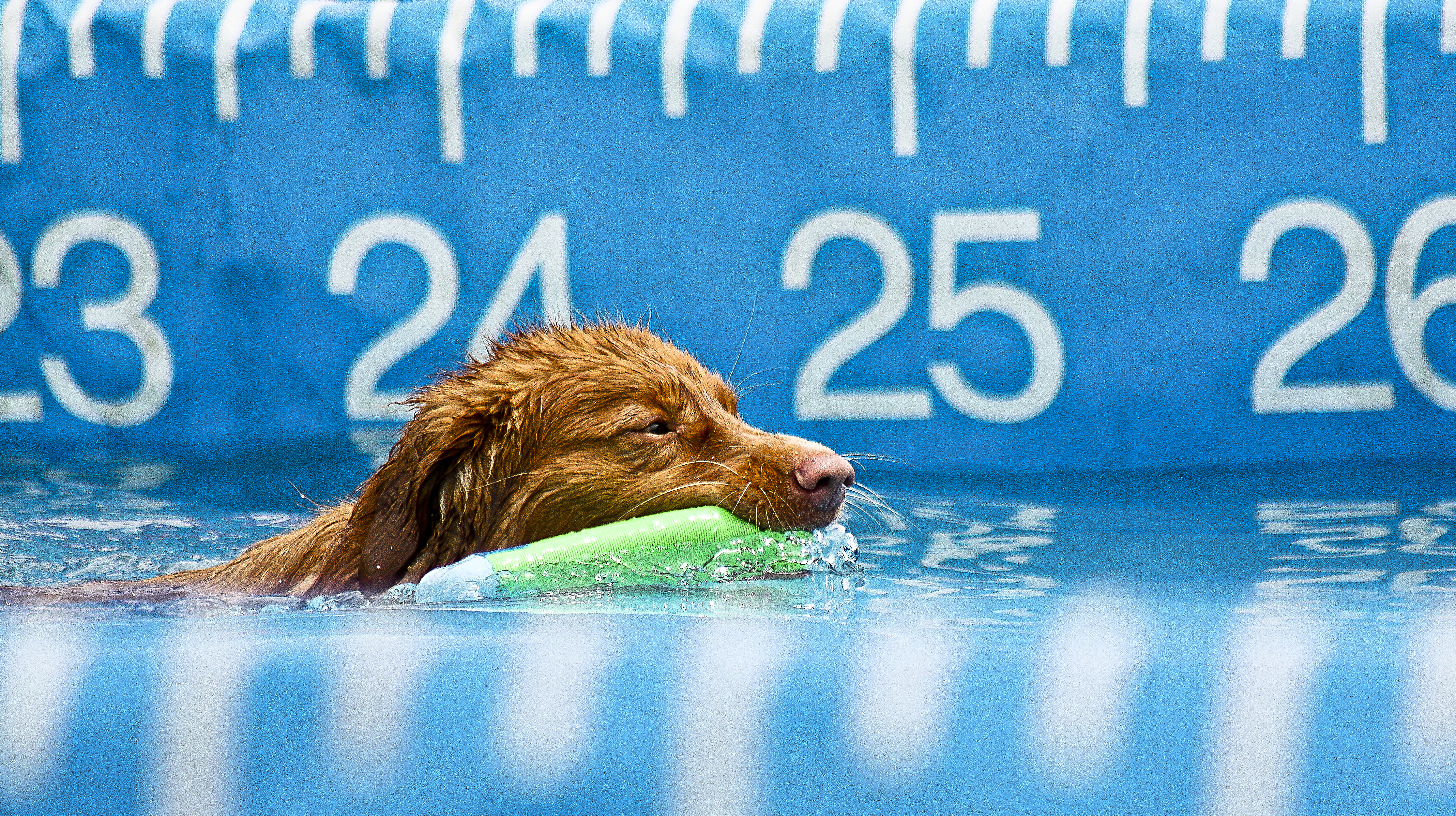 The Competiition, Action, Distance, Dog, Swim, HQ Photo