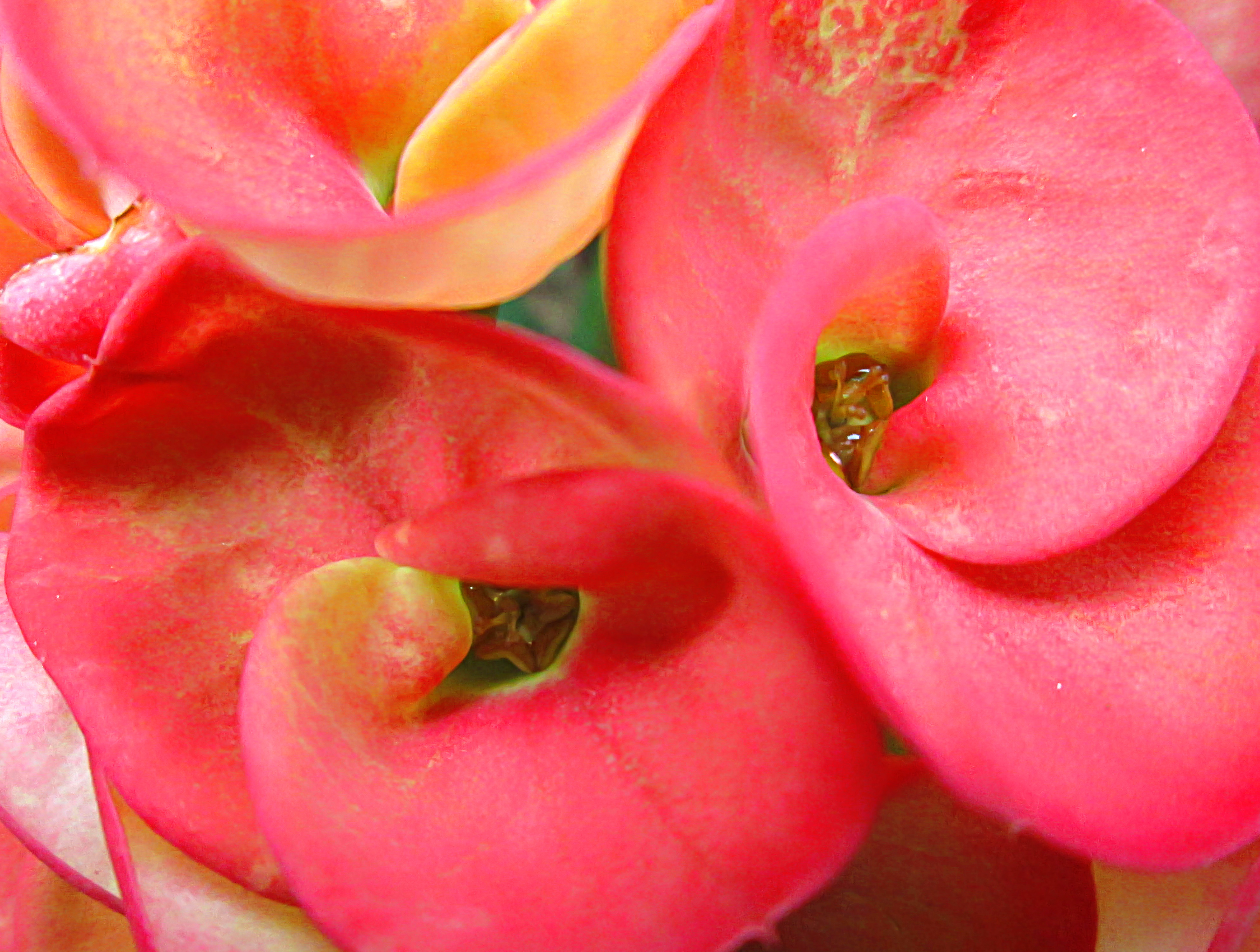 The crown of thorns flower photo