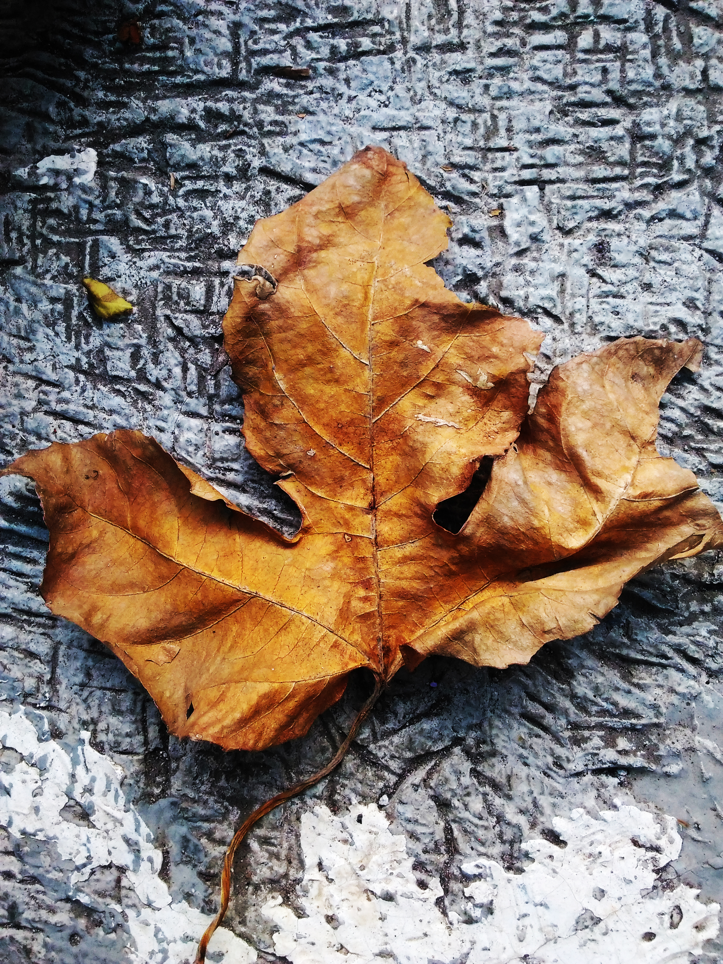 The dead leaf photo