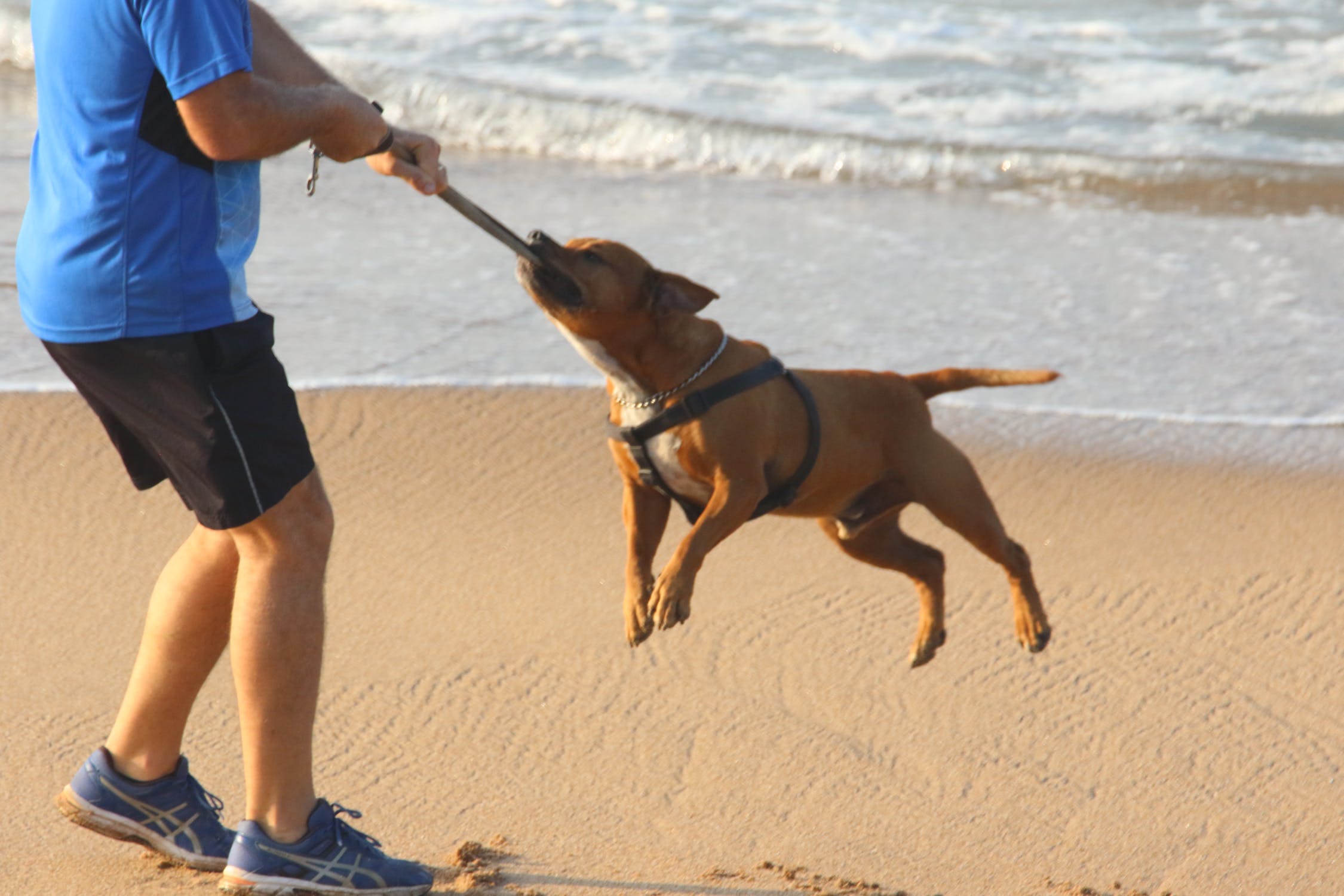 The dog plays on the beach, The dog plays on the beach