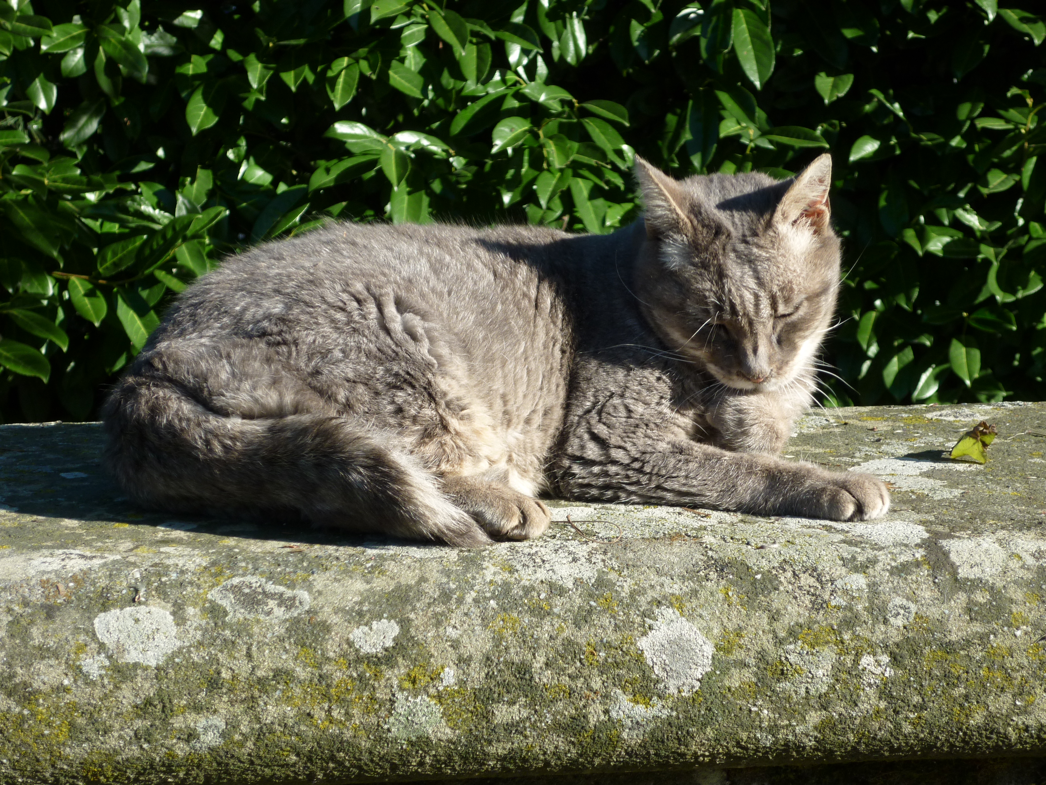 The door-keeper she-cat of monte senario monastery. in memory of this beloved animal photo
