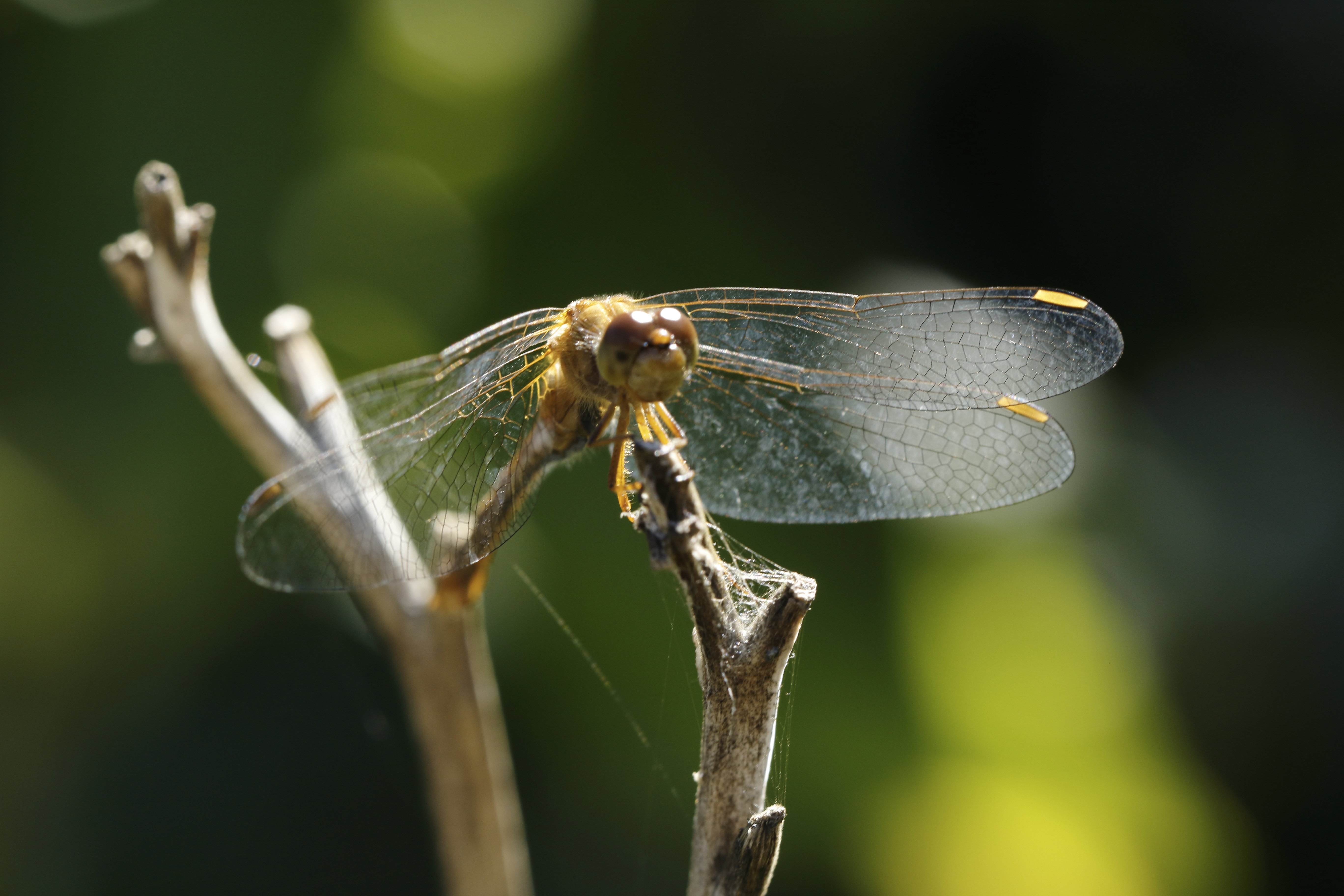 THE DRAGONFLY – WHAT IT IS/WHAT IT IS NOT