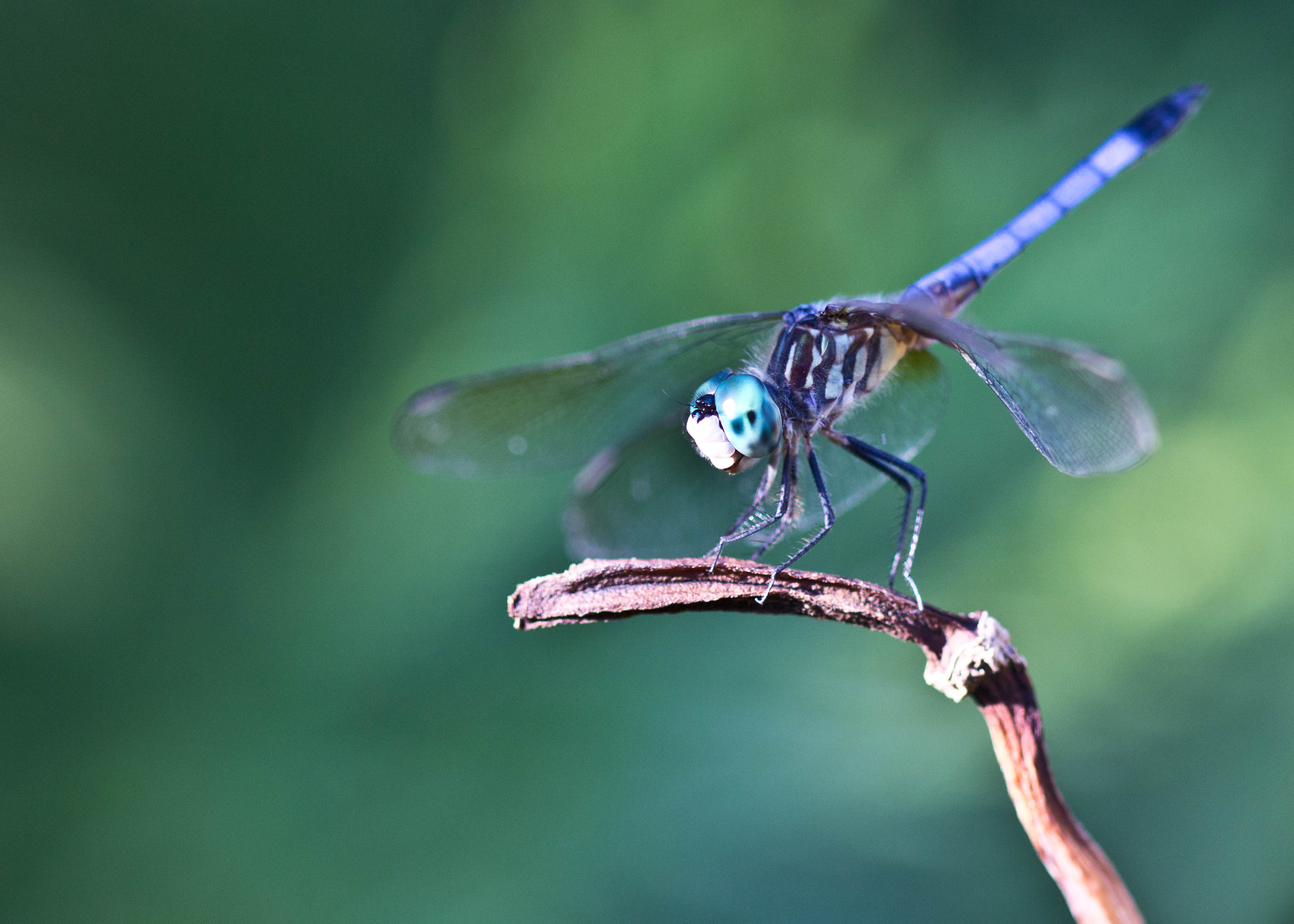 Featured Poem: The Dragonfly by Alfred Lord Tennyson – The Reader Blog