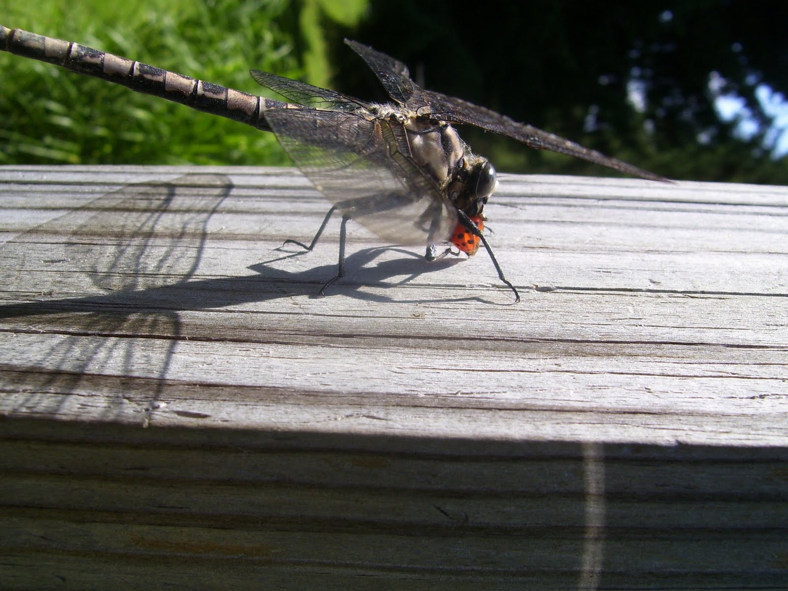The dragonfly vs the ladybug photo