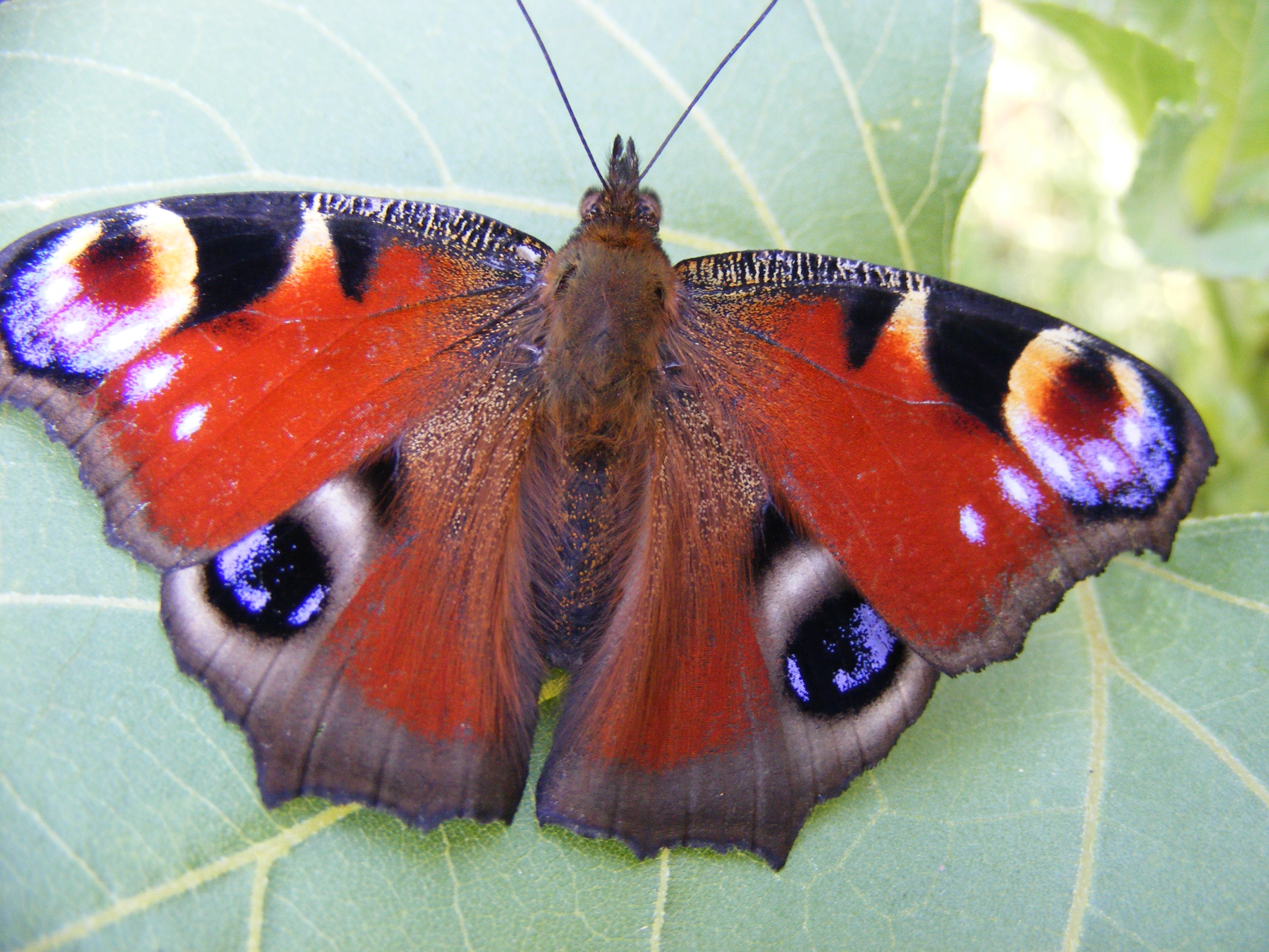 Бабочка Шоколадница и павлиний глаз