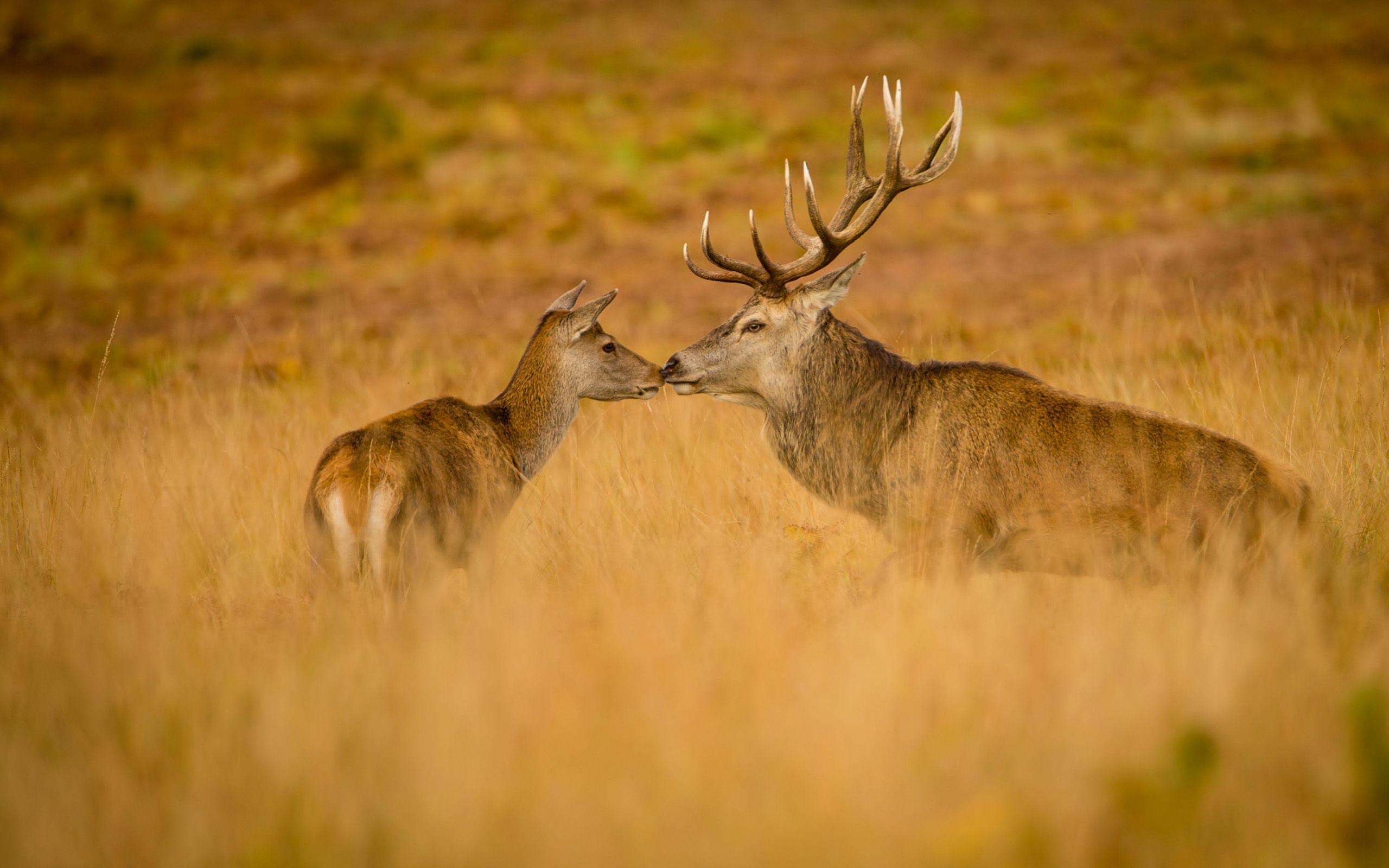 Deer kissing the fawn HD desktop wallpaper : Widescreen : High ...
