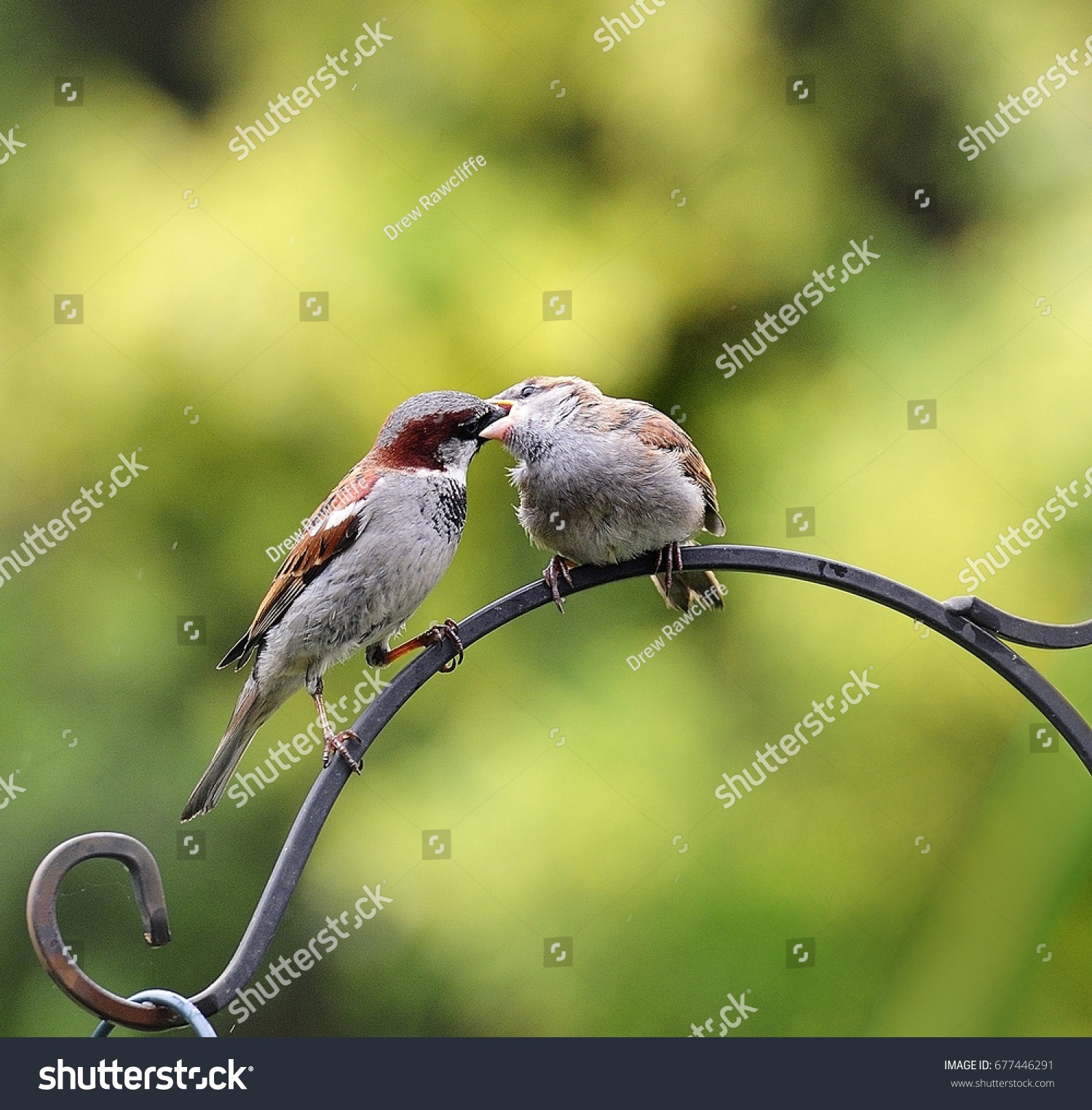 Tree Sparrow Feeding Fledgling Stock Photo (Royalty Free) 677446291 ...
