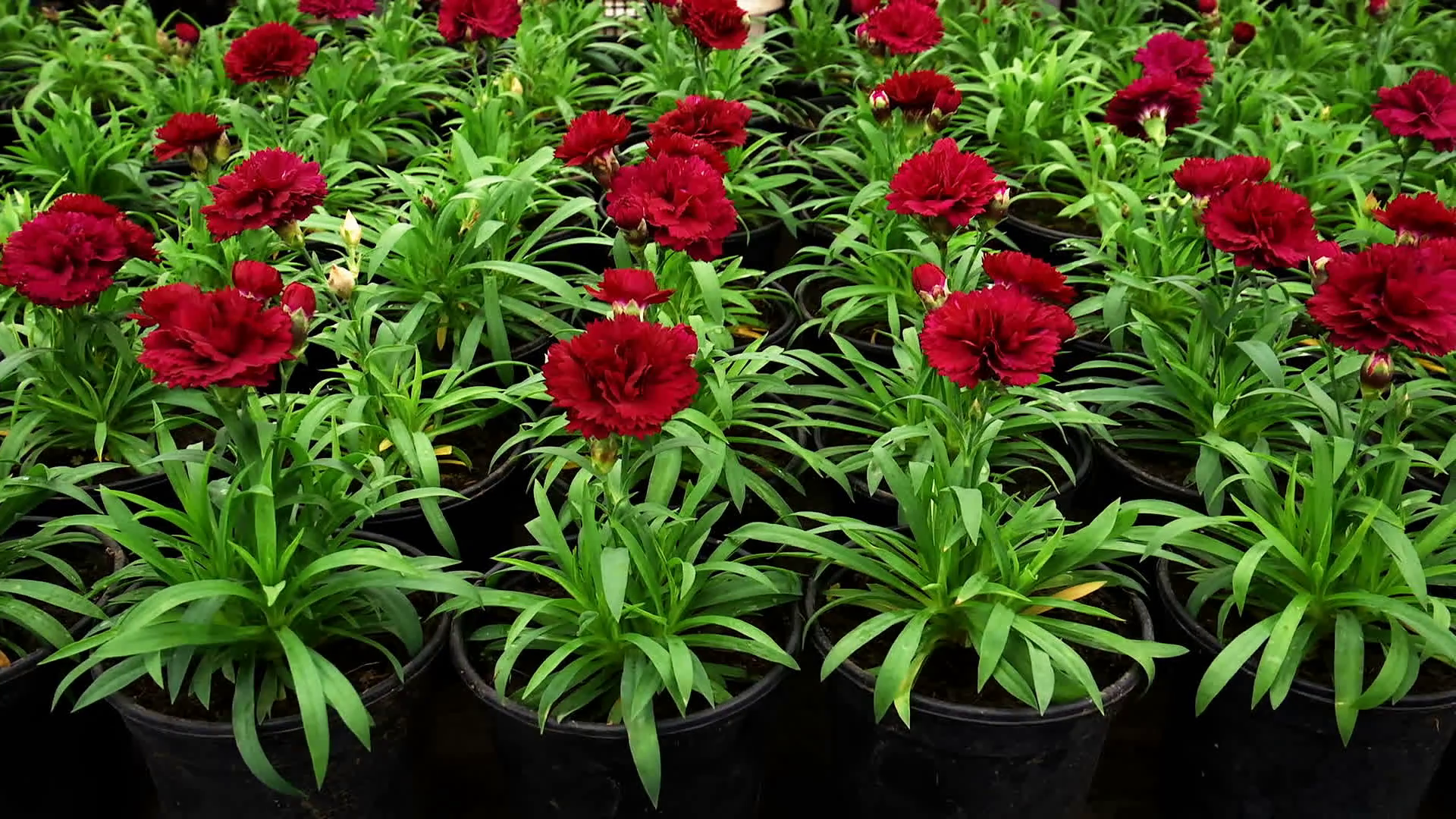 The Flowers of Carnation in Pots . Growing Flowers for Landscaping ...