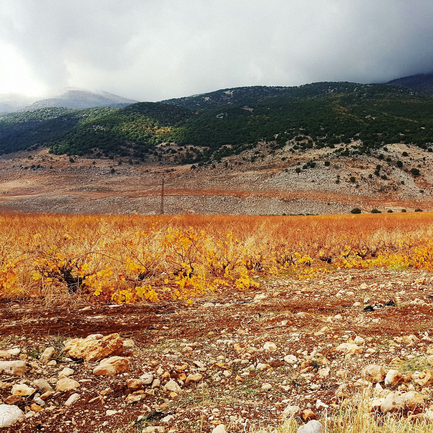 One of our beautiful vineyards, at the footstep of Mount-Lebanon ...