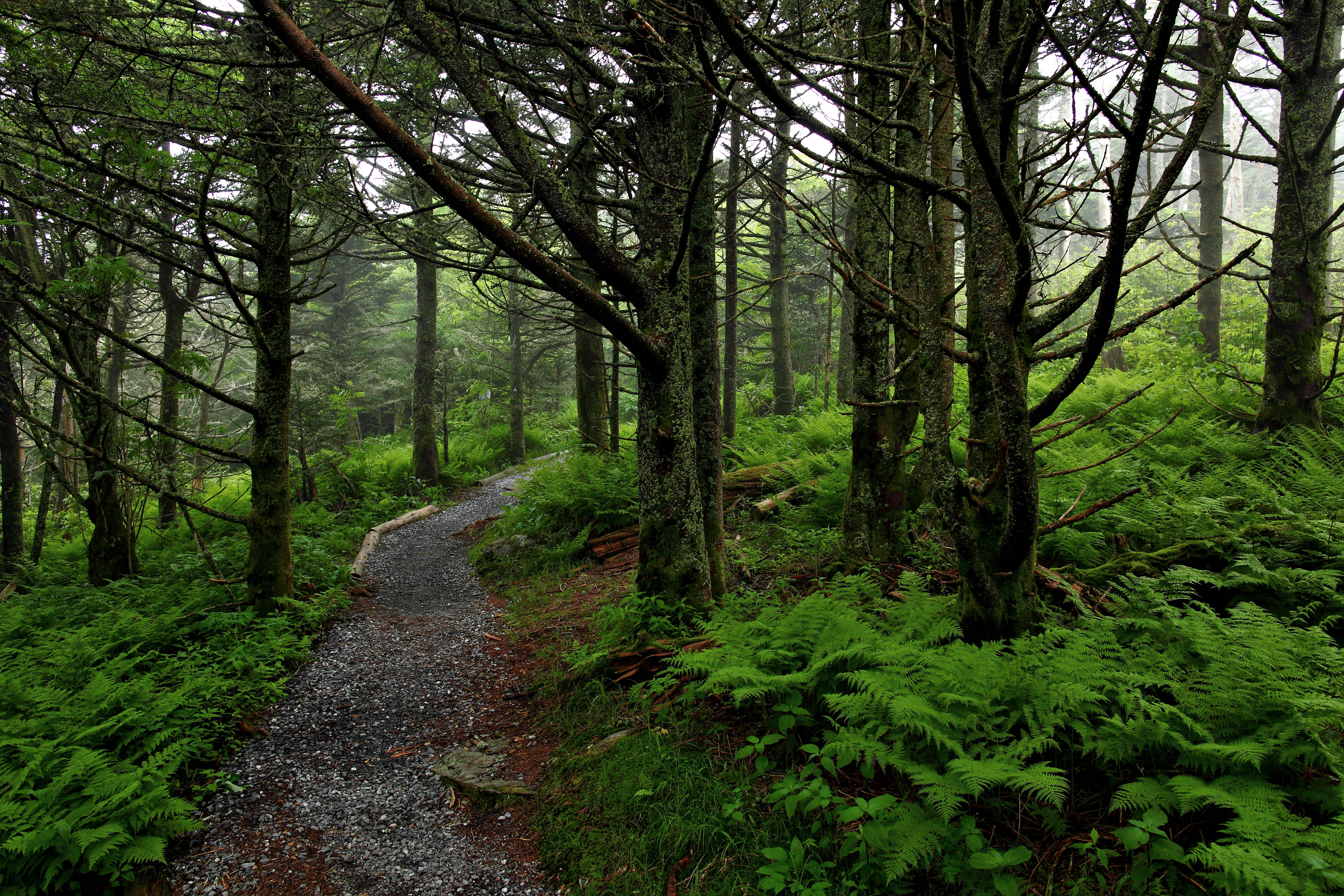 Forest Trail | Forest Trails| Free Nature Pictures by ForestWander ...