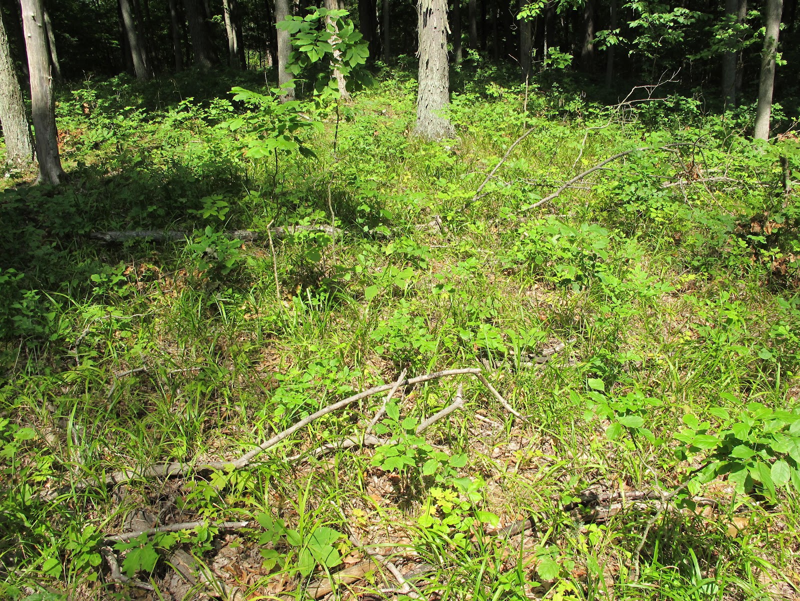 Blue Jay Barrens: The Future Forest
