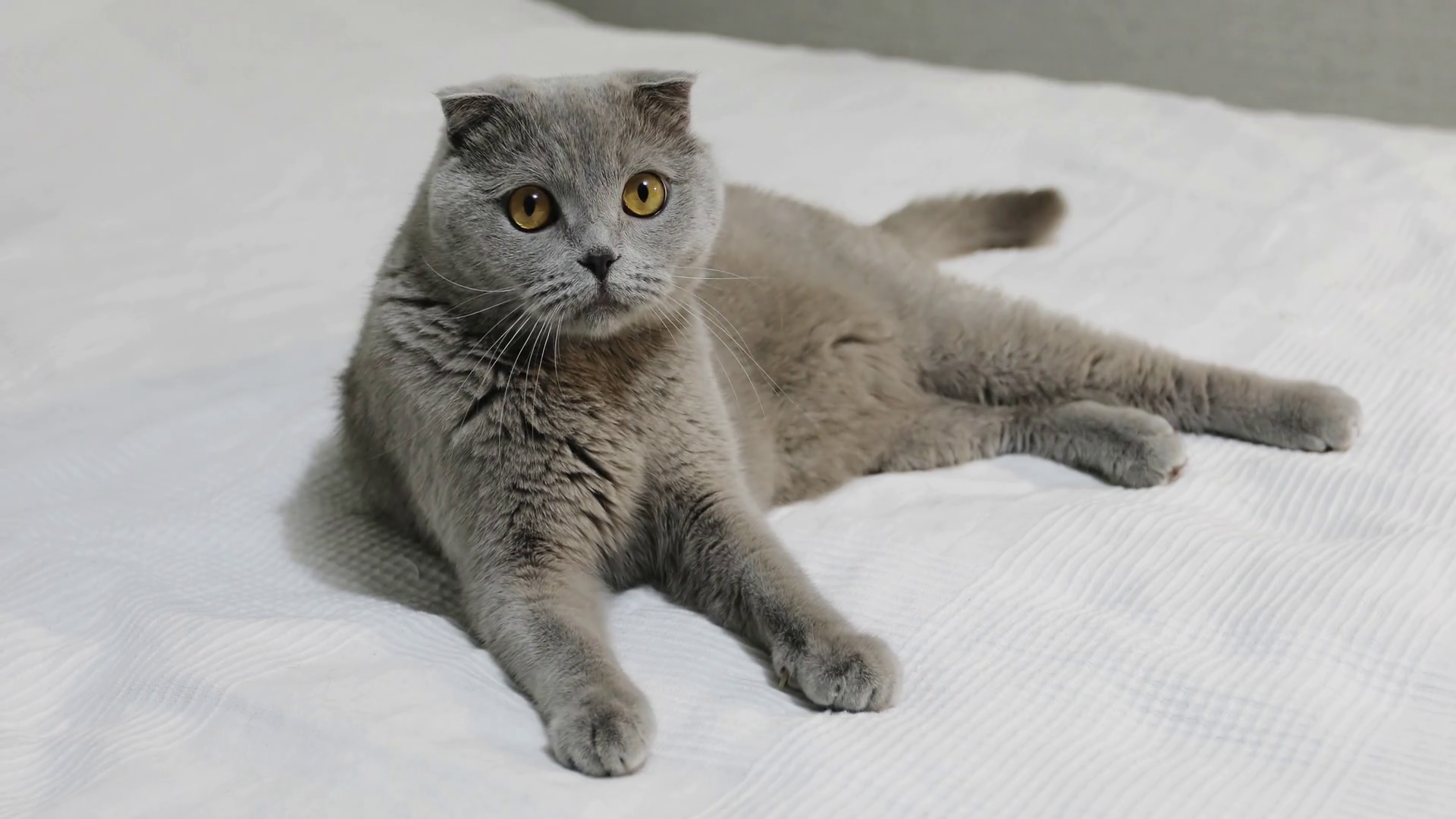 A serious Scottish Fold cat lies on a white bed in the bedroom. The ...