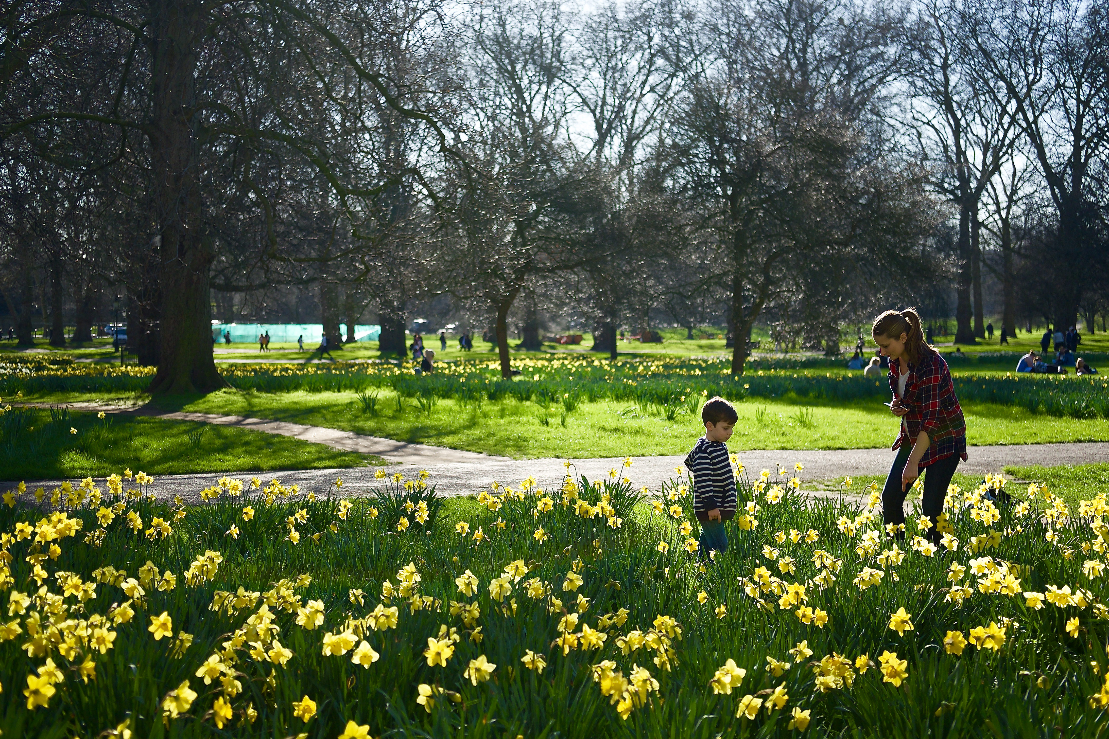 The green park, london in the early spring photo