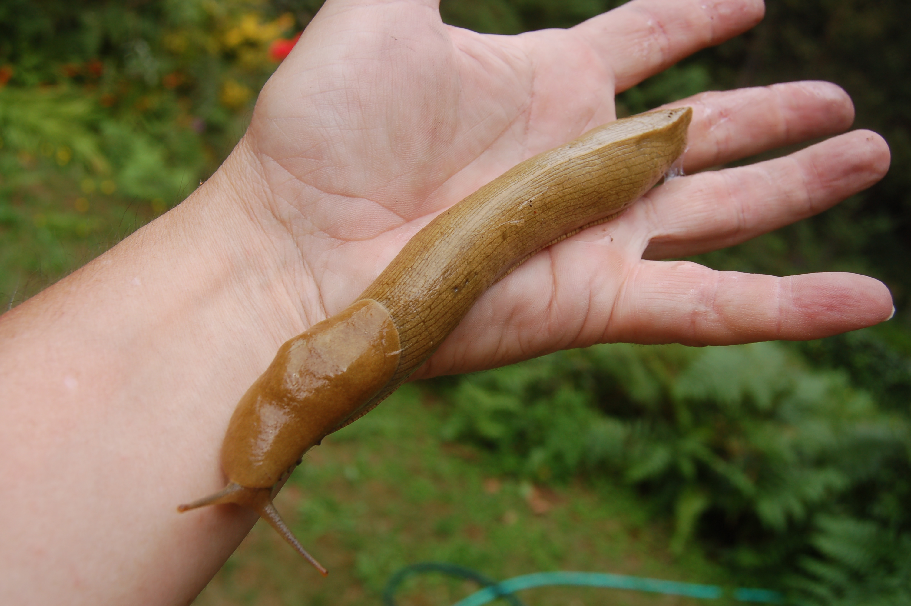 texified » The Banana Slug–Better than Escargot?