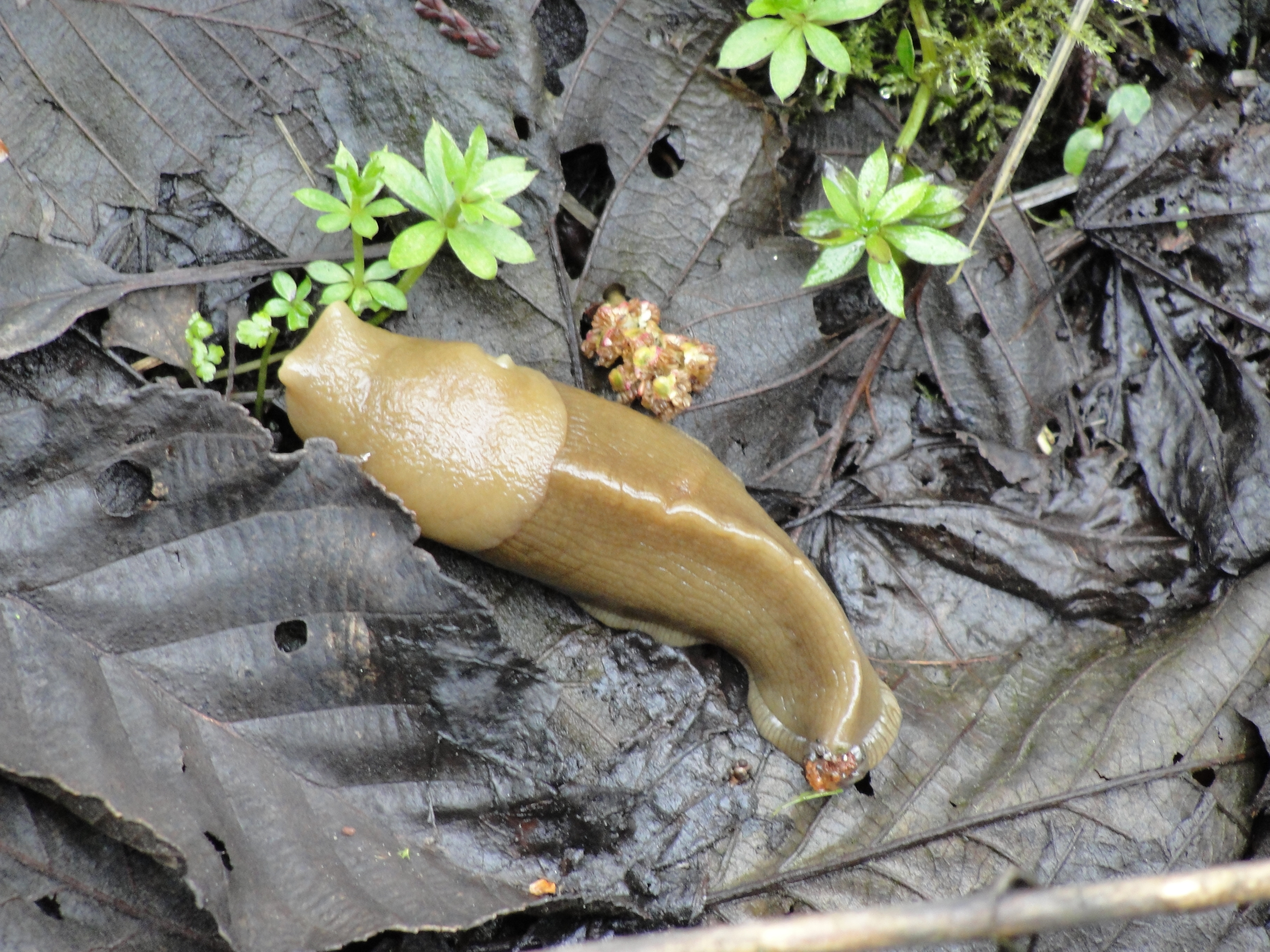Blog From The Bog: Those Wonderful Slugs
