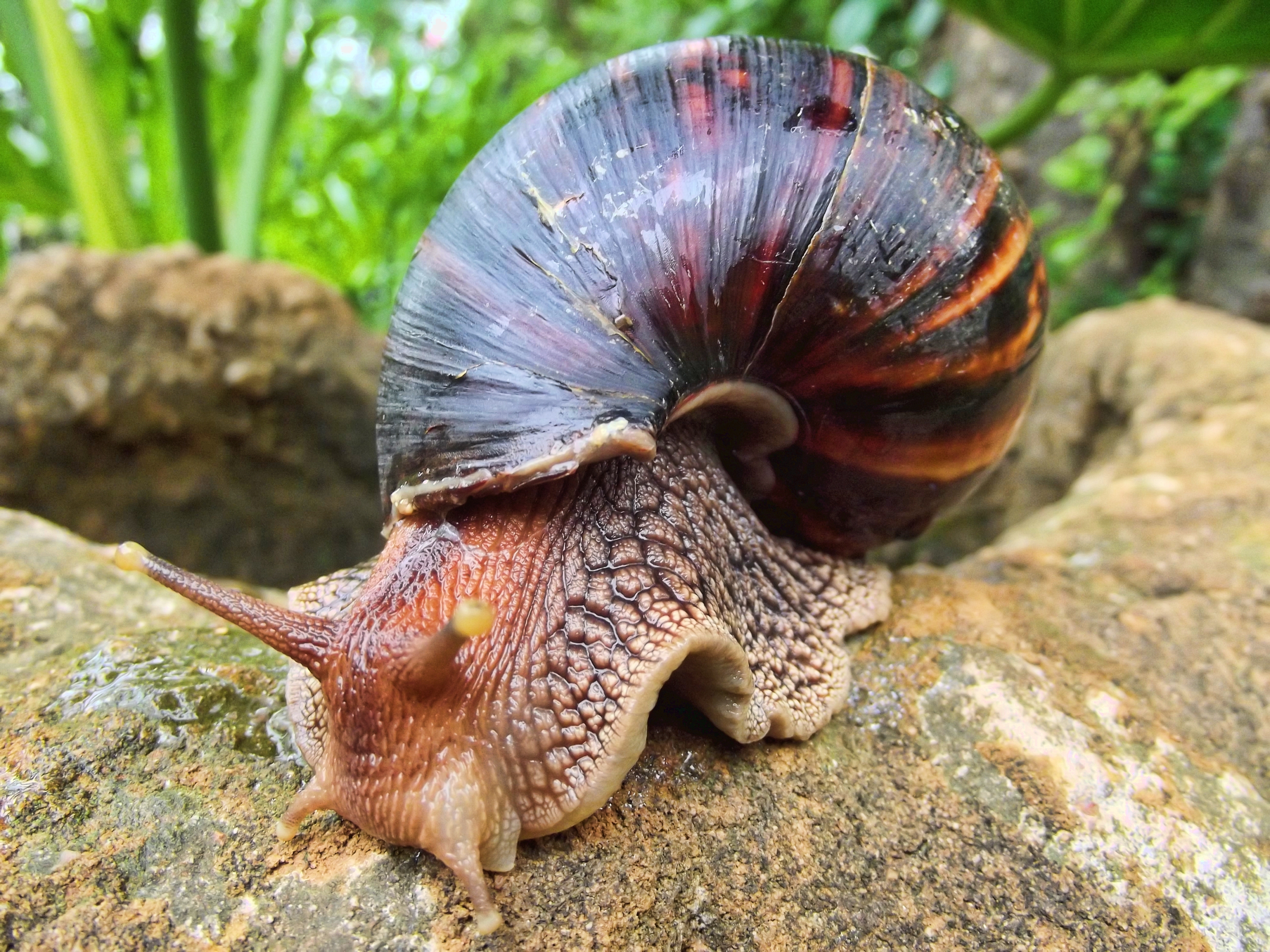 File:Giant African Land Snail.jpg - Wikimedia Commons