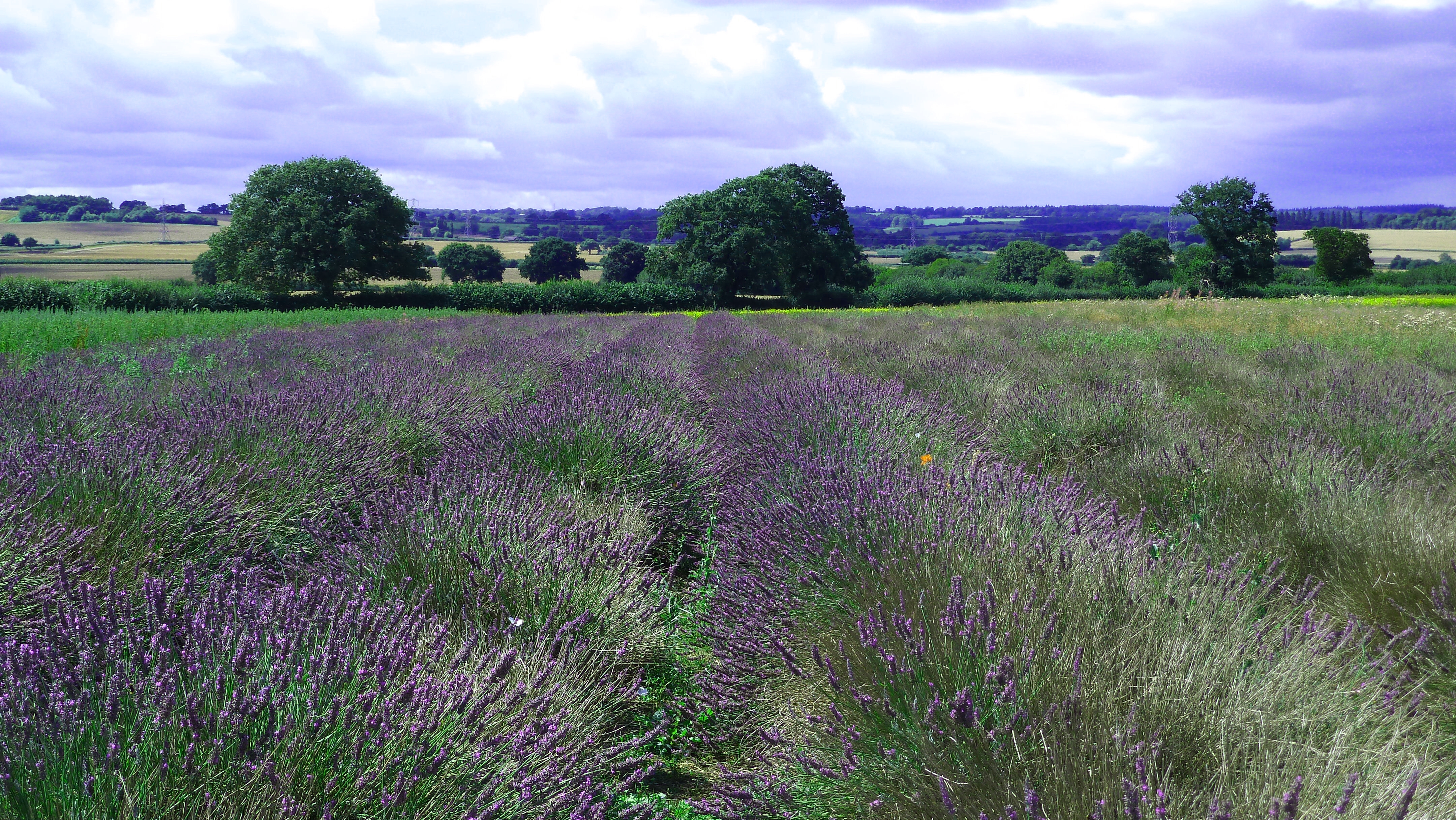 The lavender field photo