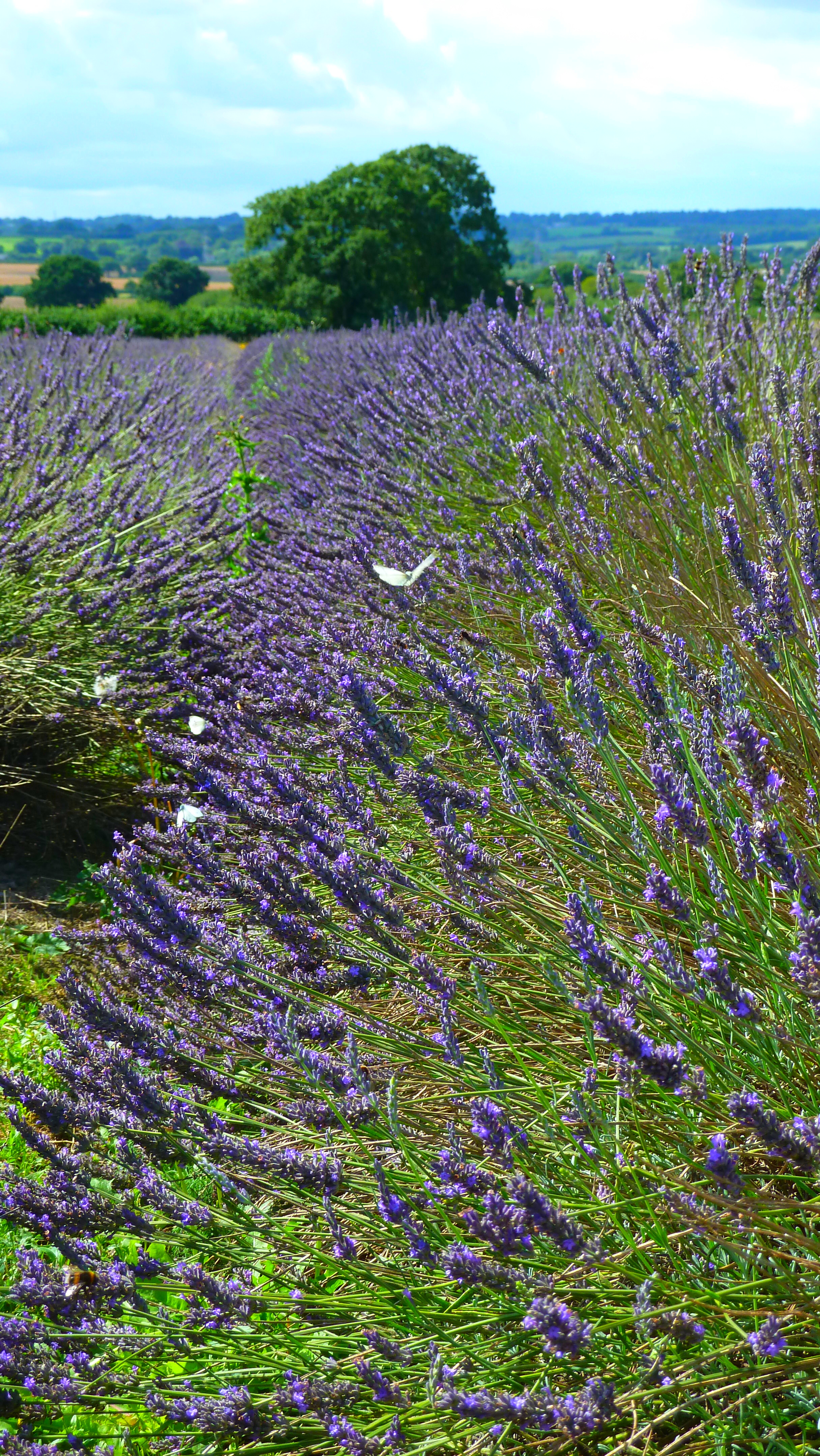 The lavender field photo