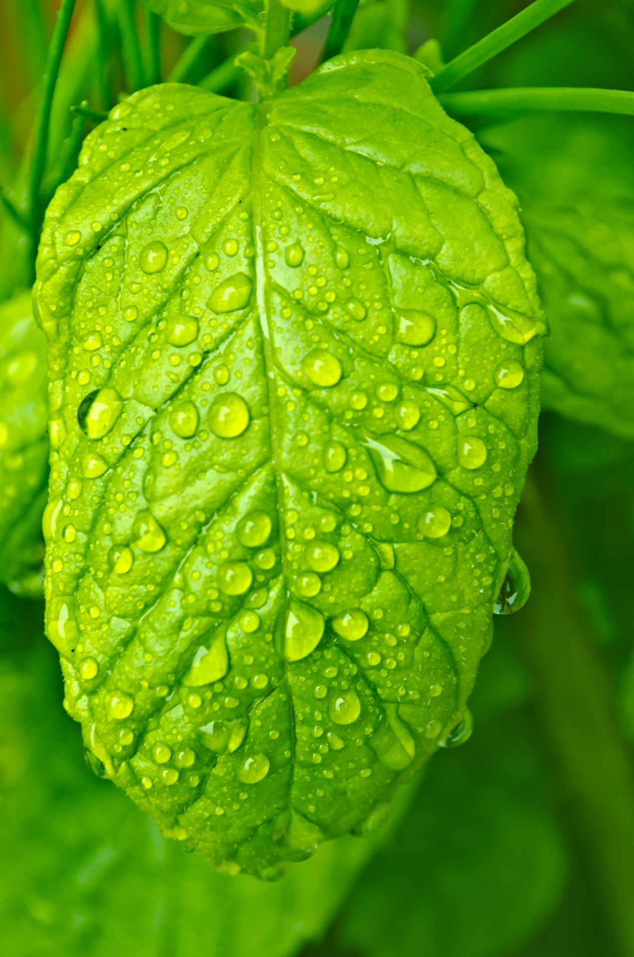 Water Drops On The Leaf Free Stock Photo - Public Domain Pictures