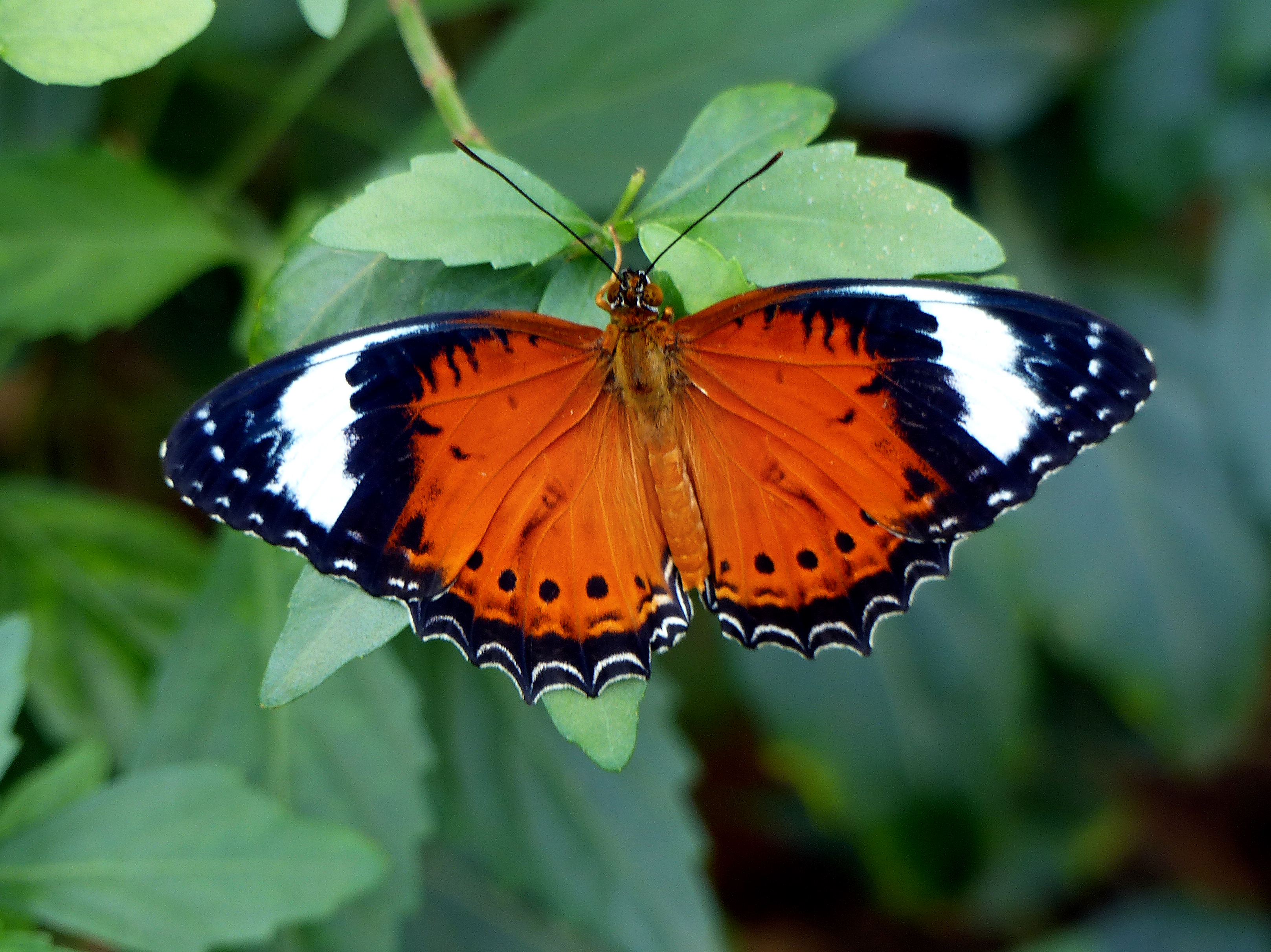 The leopard lacewing (cethosia cyane) photo