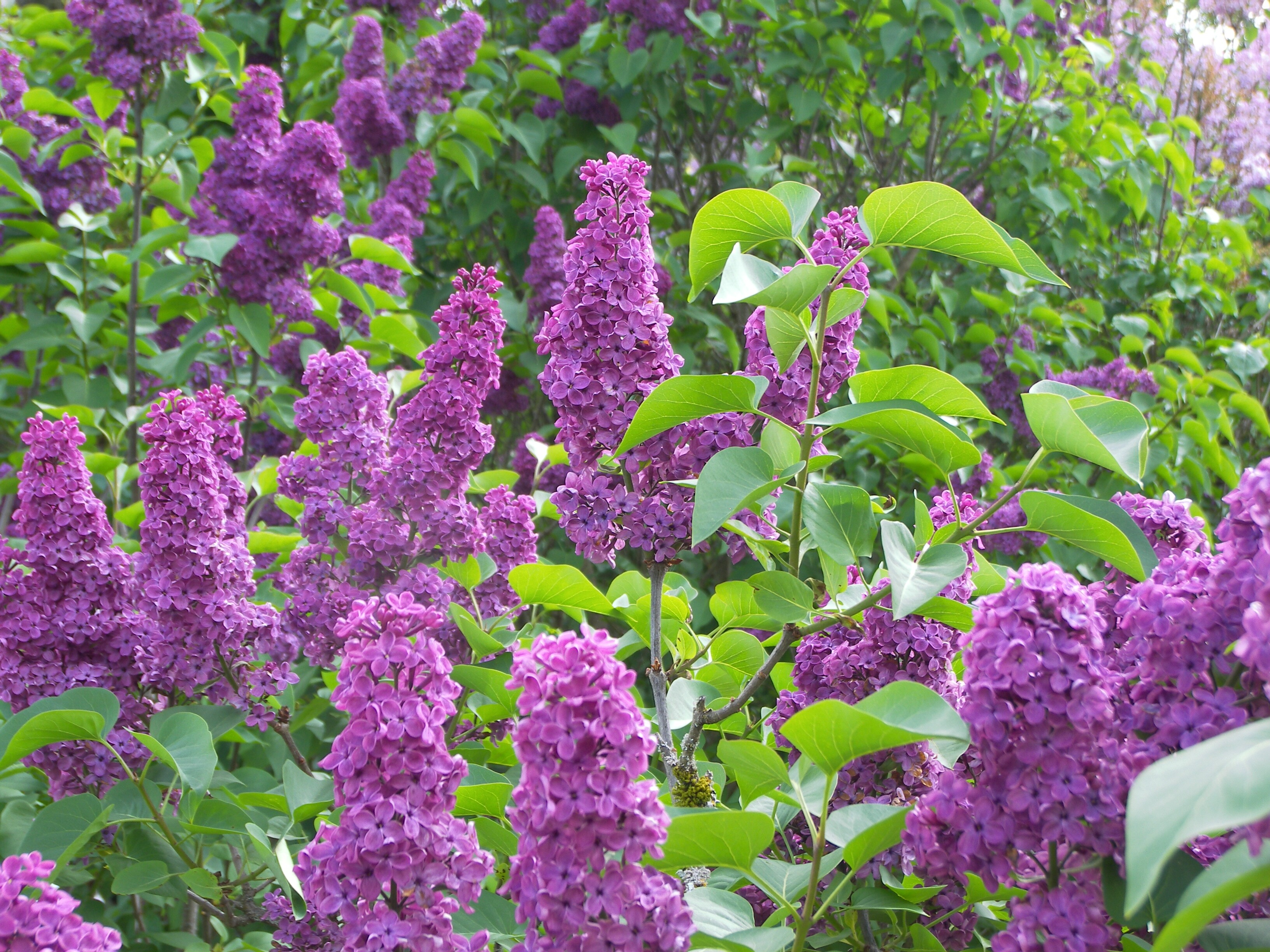 WHITMAN'S TRINITY OF REMEMBRANCE: WHEN LILACS LAST IN THE DOOR-YARD ...