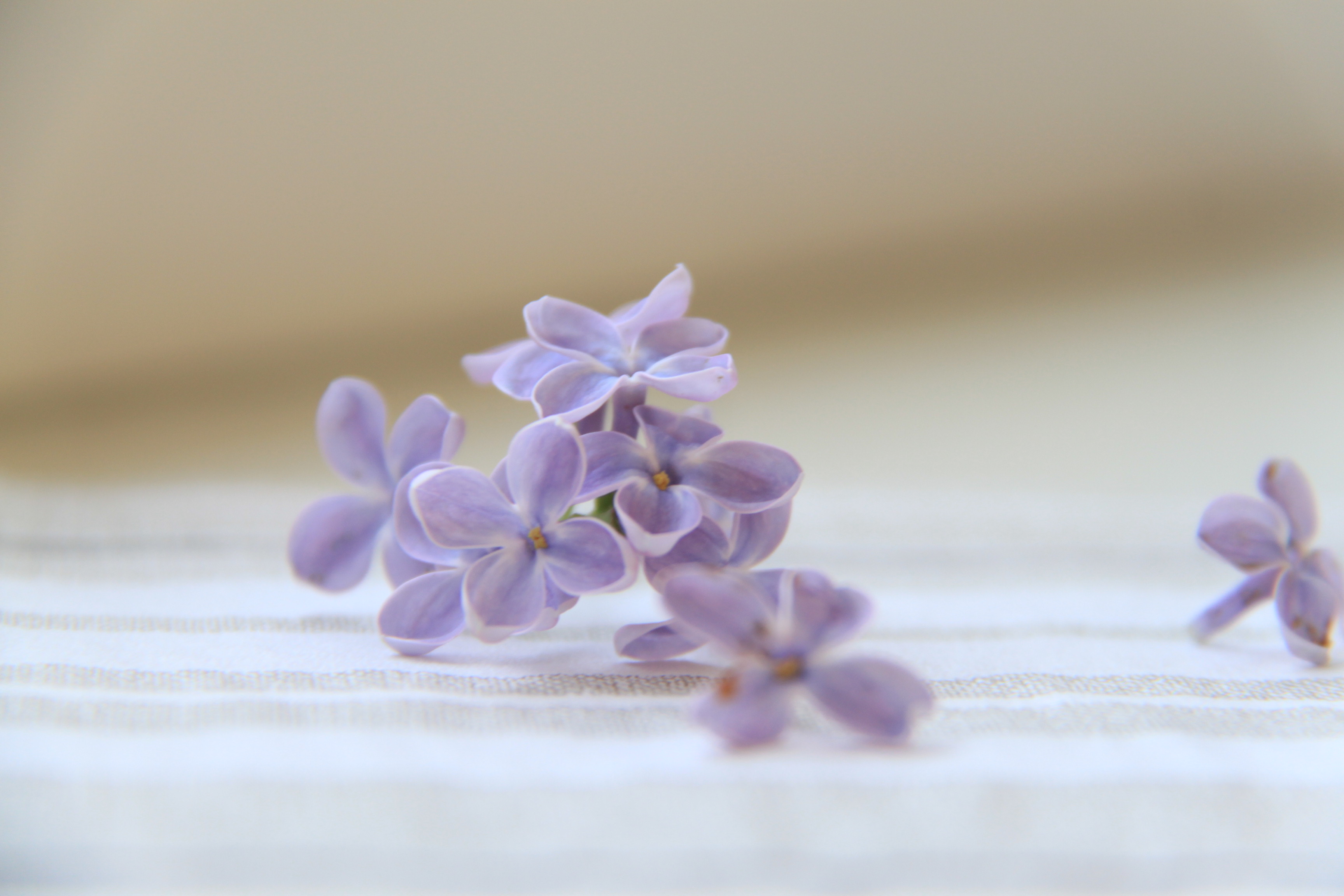 The lilac photo